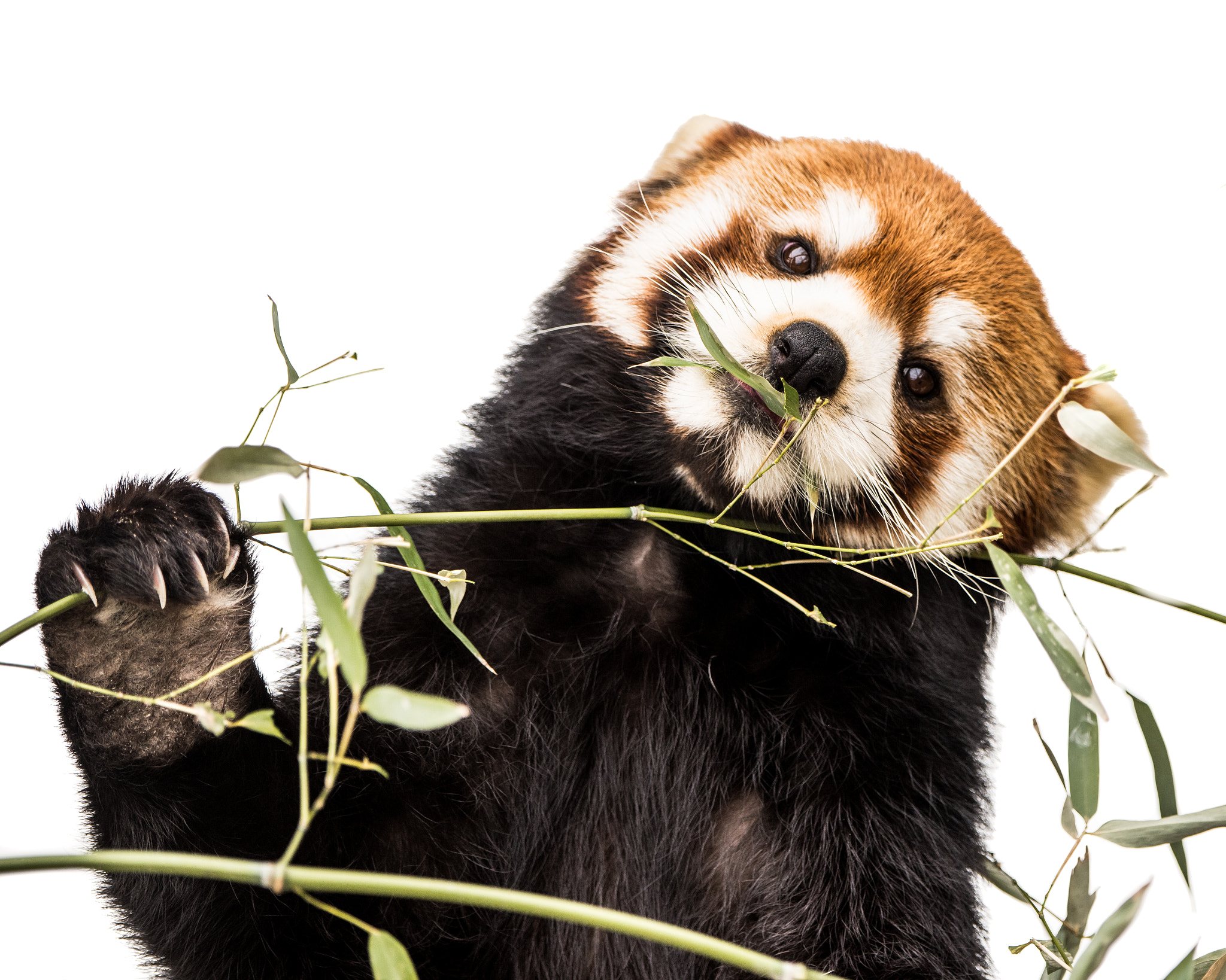 Nikon D810 sample photo. Red panda xiv photography