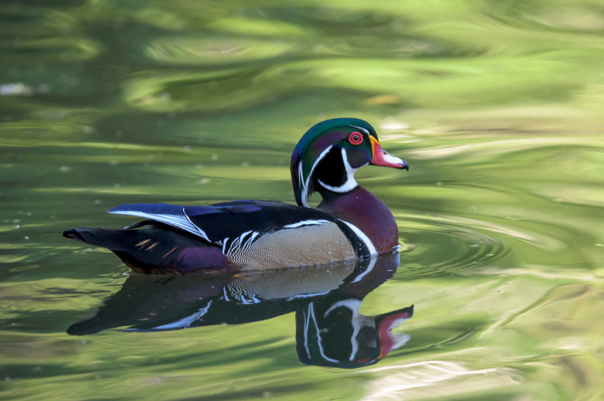 Nikon D810 sample photo. Wood duck photography