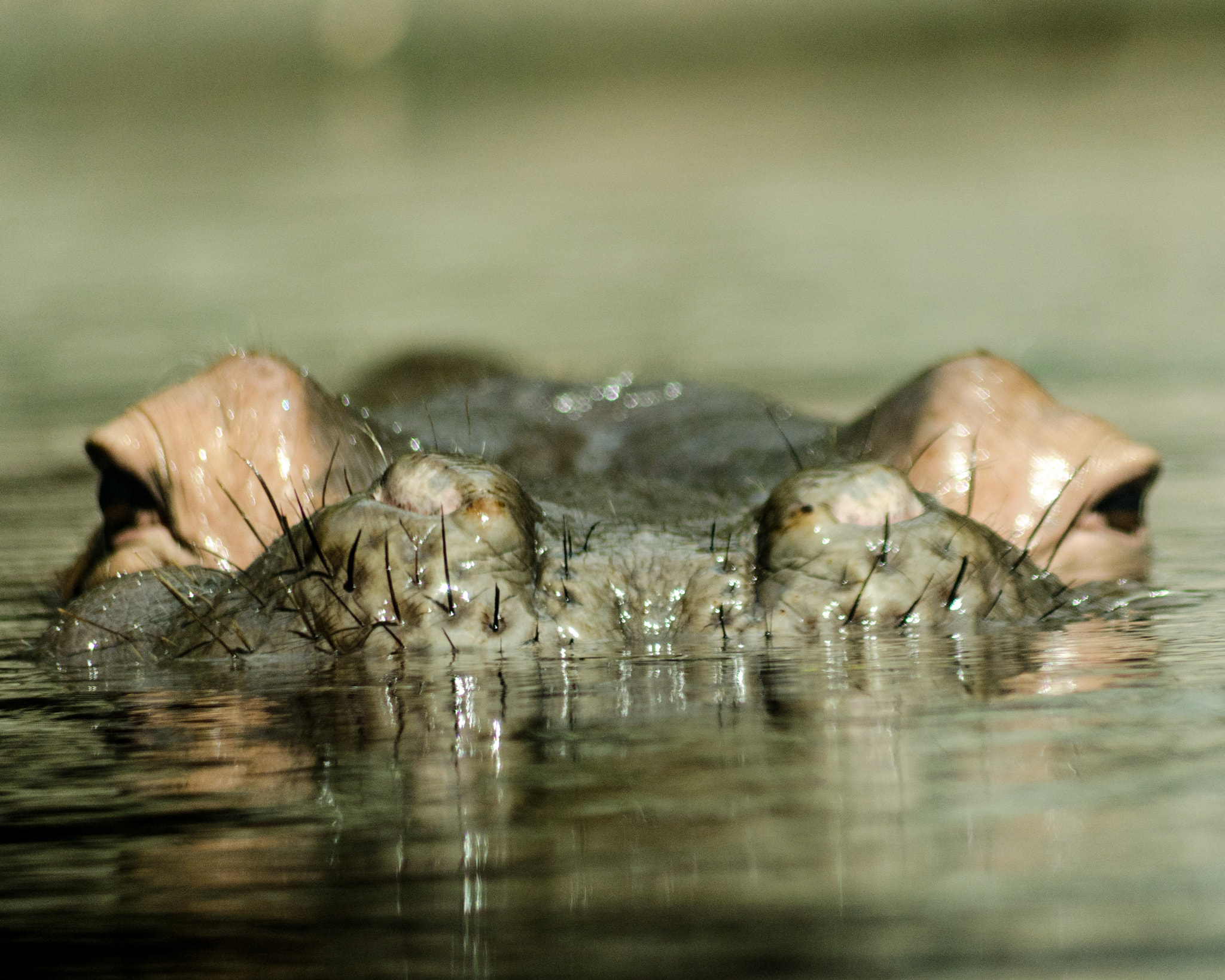 Sigma 70-300mm F4-5.6 APO DG Macro sample photo. Hippo whiskers photography