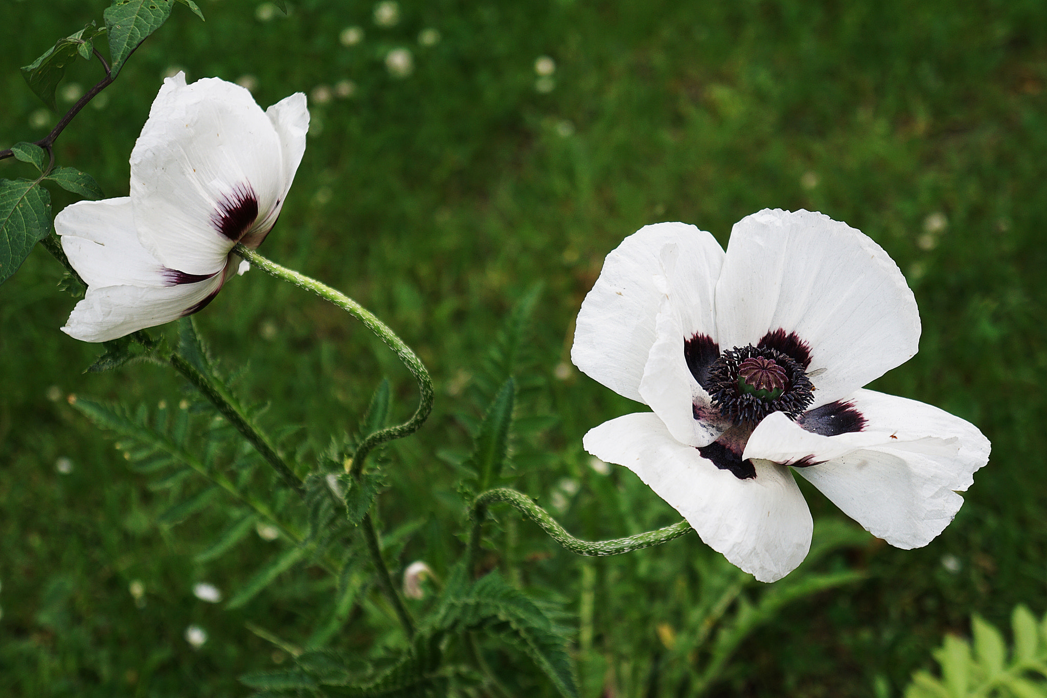 Sony a6000 sample photo. Poppy flowers-poland photography