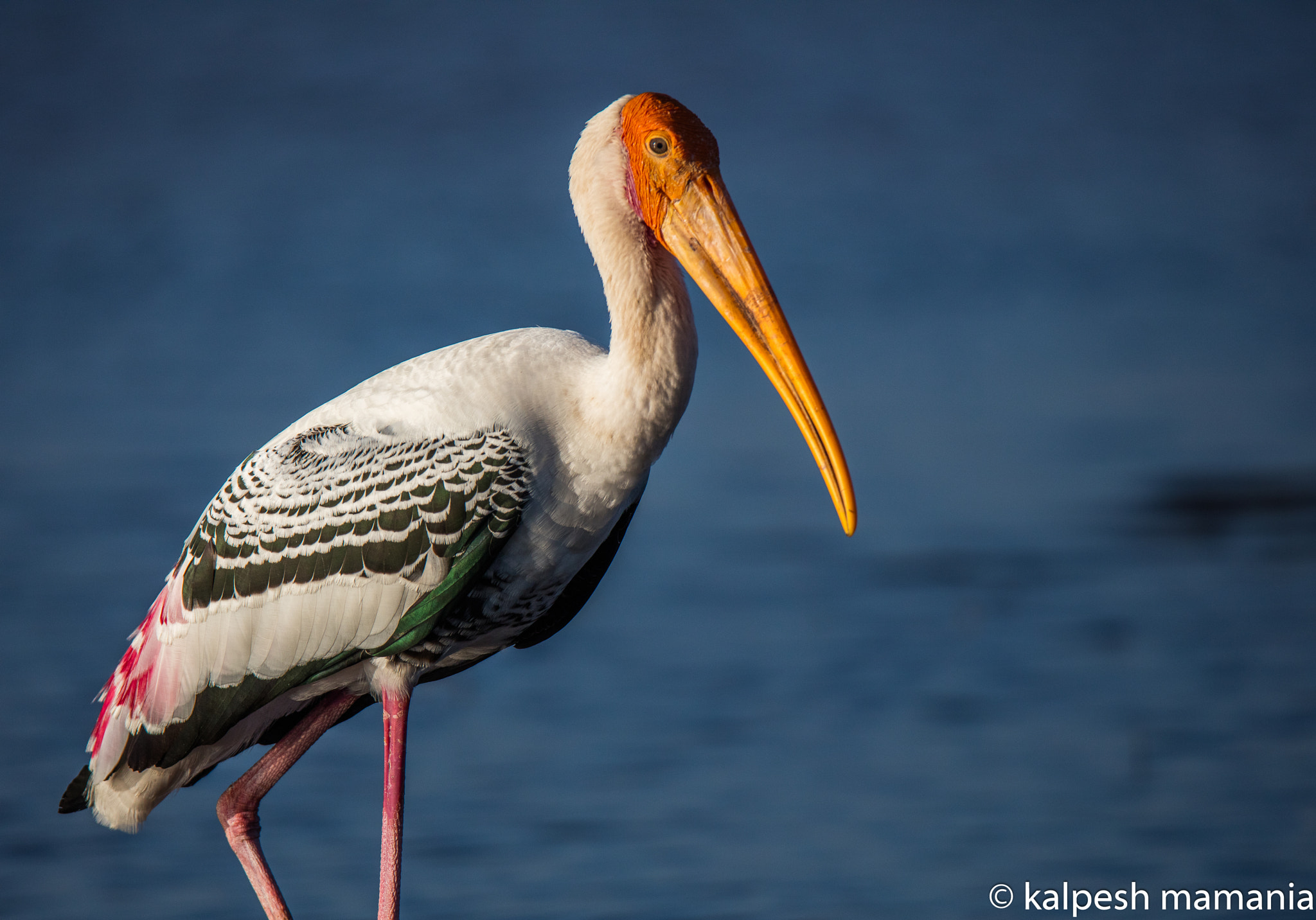 Tamron SP 150-600mm F5-6.3 Di VC USD sample photo. Painted stork.  photography