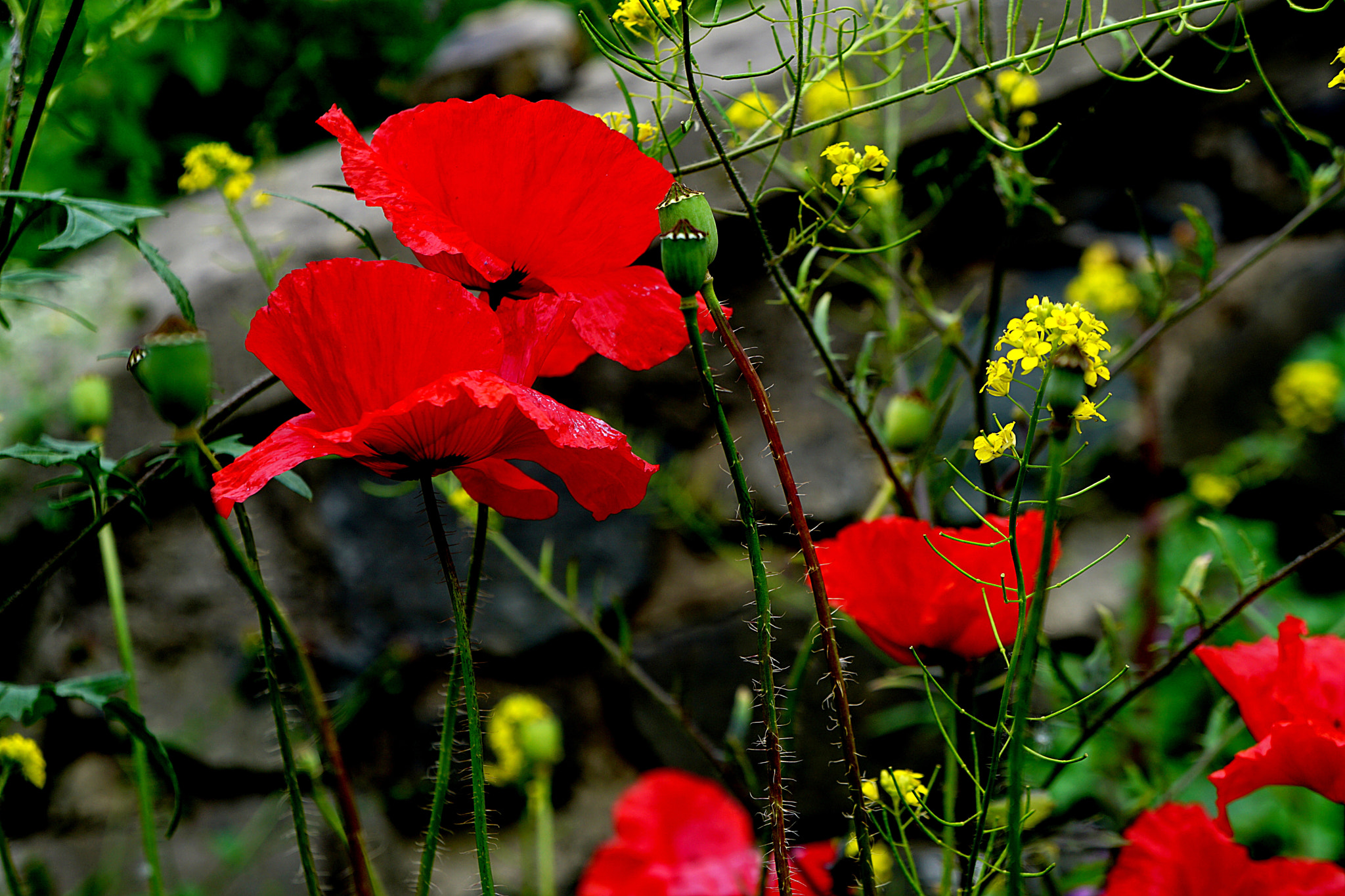 Sony a6000 + Sony E 18-55mm F3.5-5.6 OSS sample photo. Red poppies photography