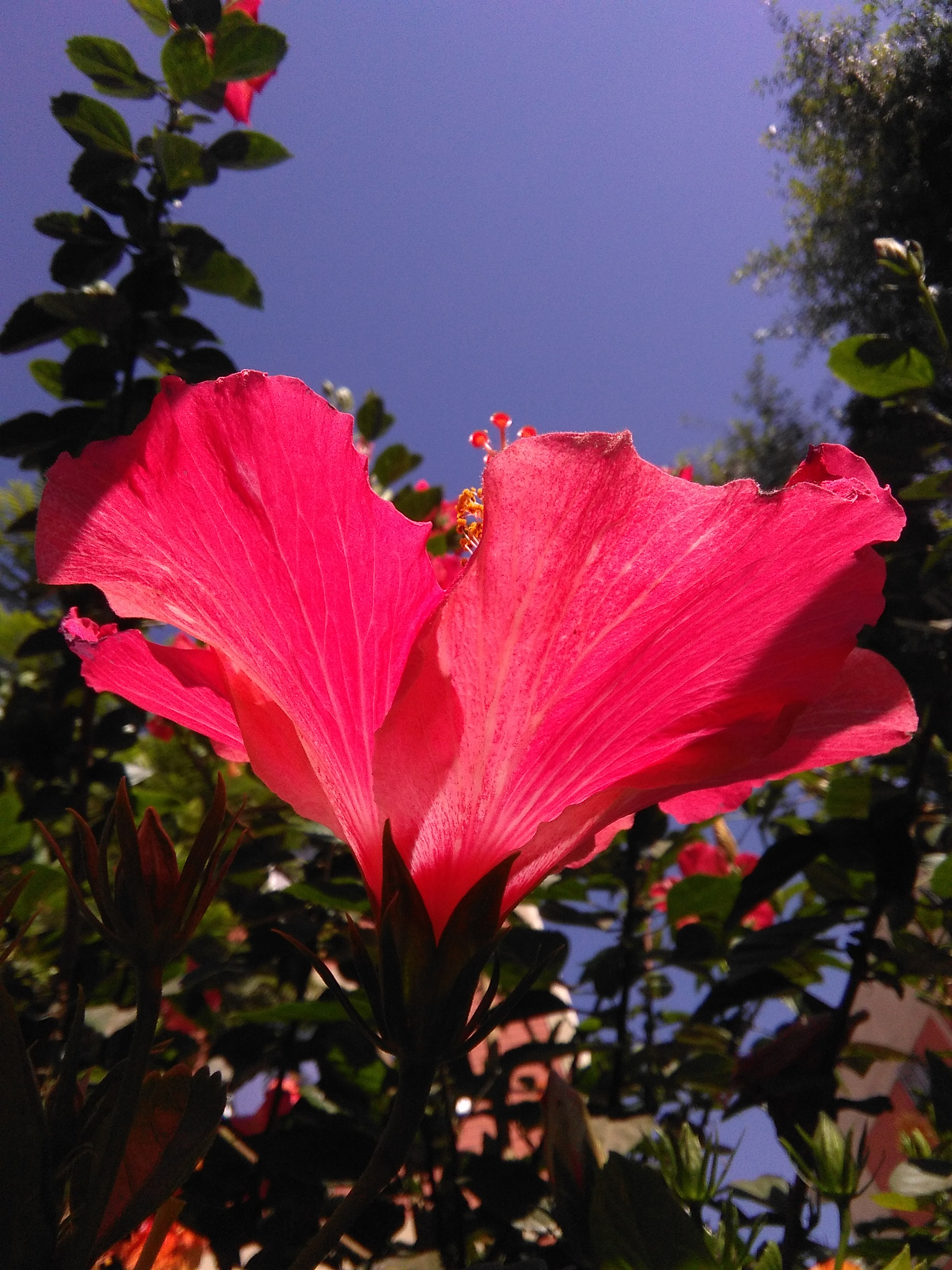 HUAWEI Y635-L03 sample photo. Hibiscus photography