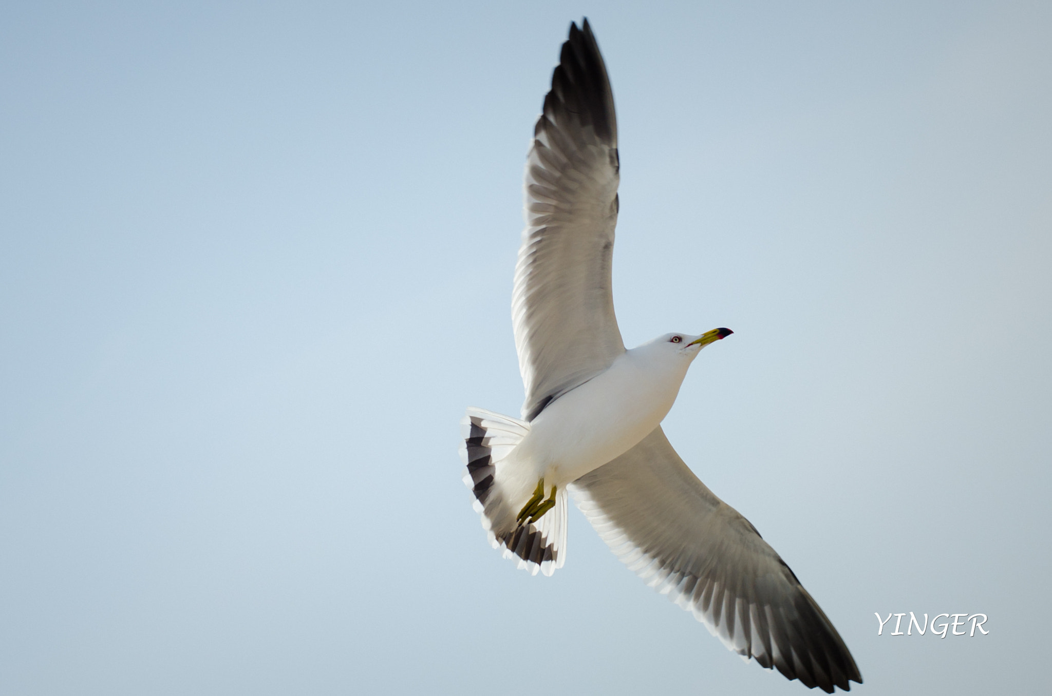 Nikon D7000 sample photo. Seagulls photography