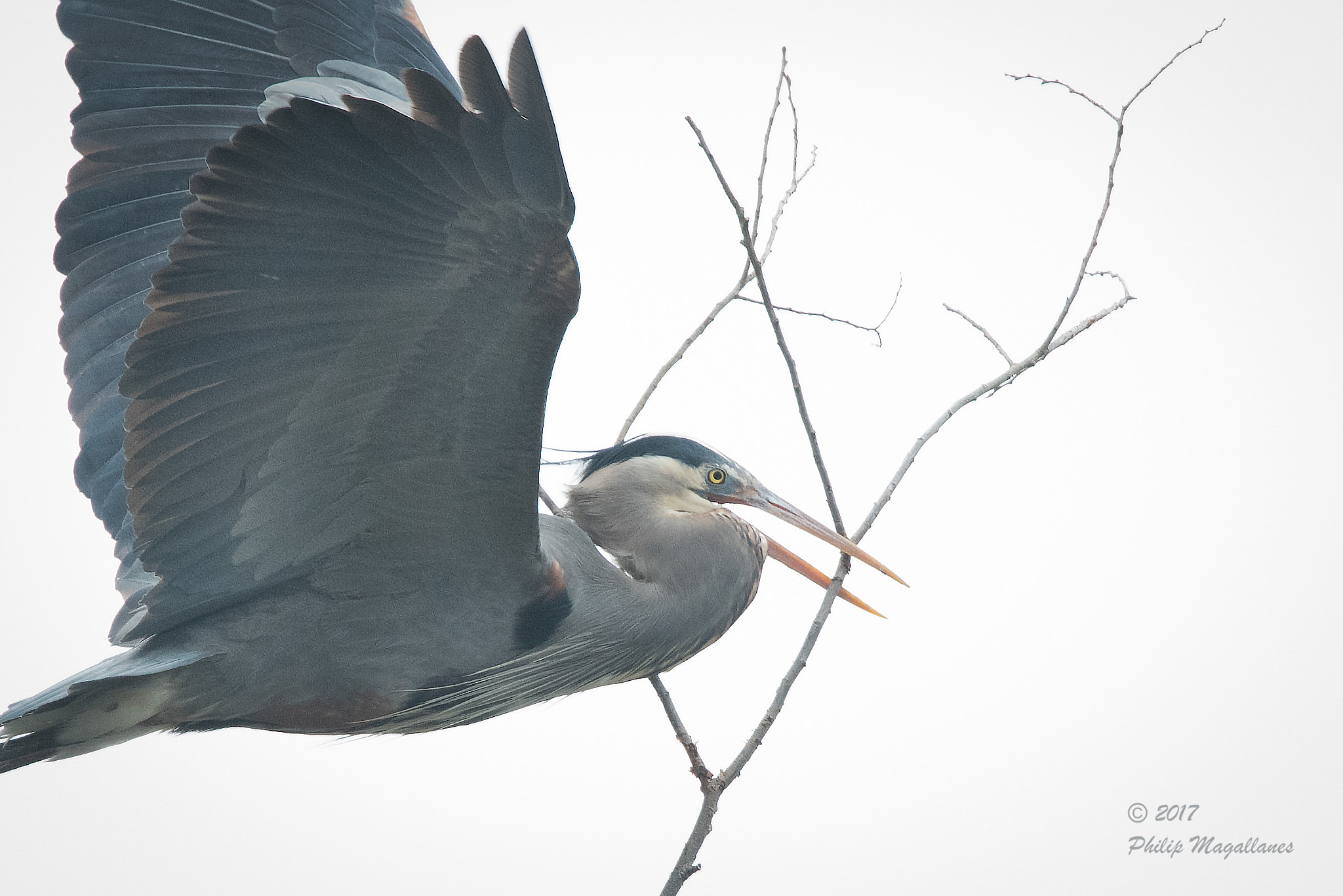 Nikon Nikkor AF-S 300mm F4E PF ED VR sample photo. Great blue heron with nesting close up photography