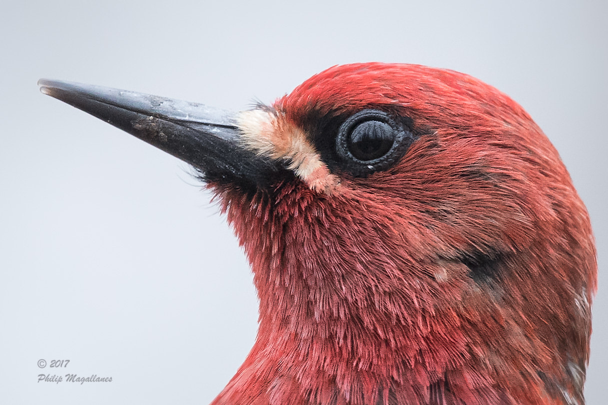 Nikon Nikkor AF-S 300mm F4E PF ED VR sample photo. Red breasted sapsucker close up photography