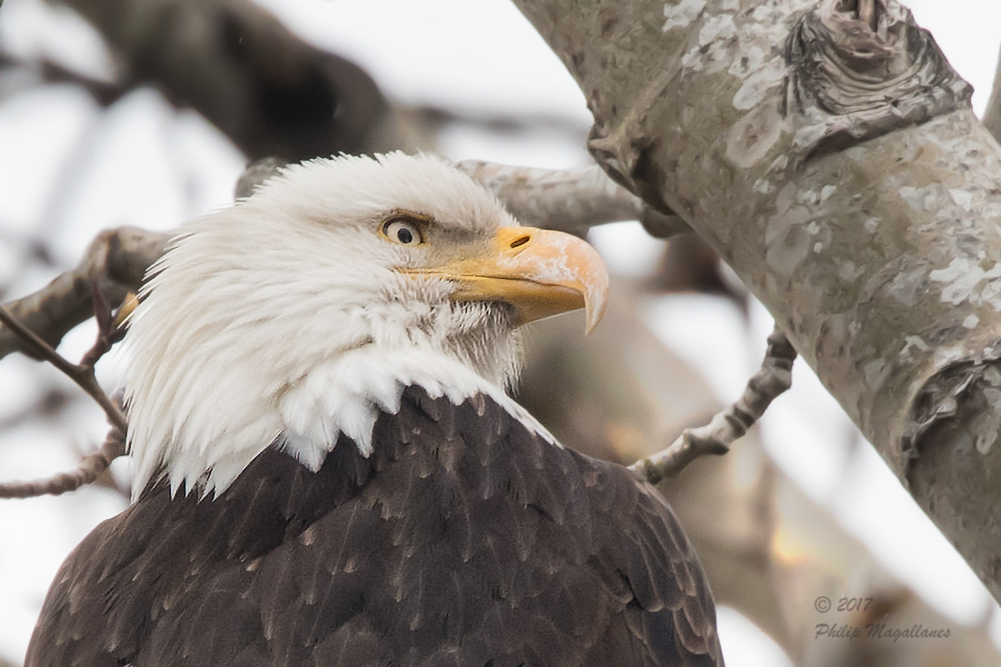 Nikon Nikkor AF-S 300mm F4E PF ED VR sample photo. Bald eagle perched close up photography