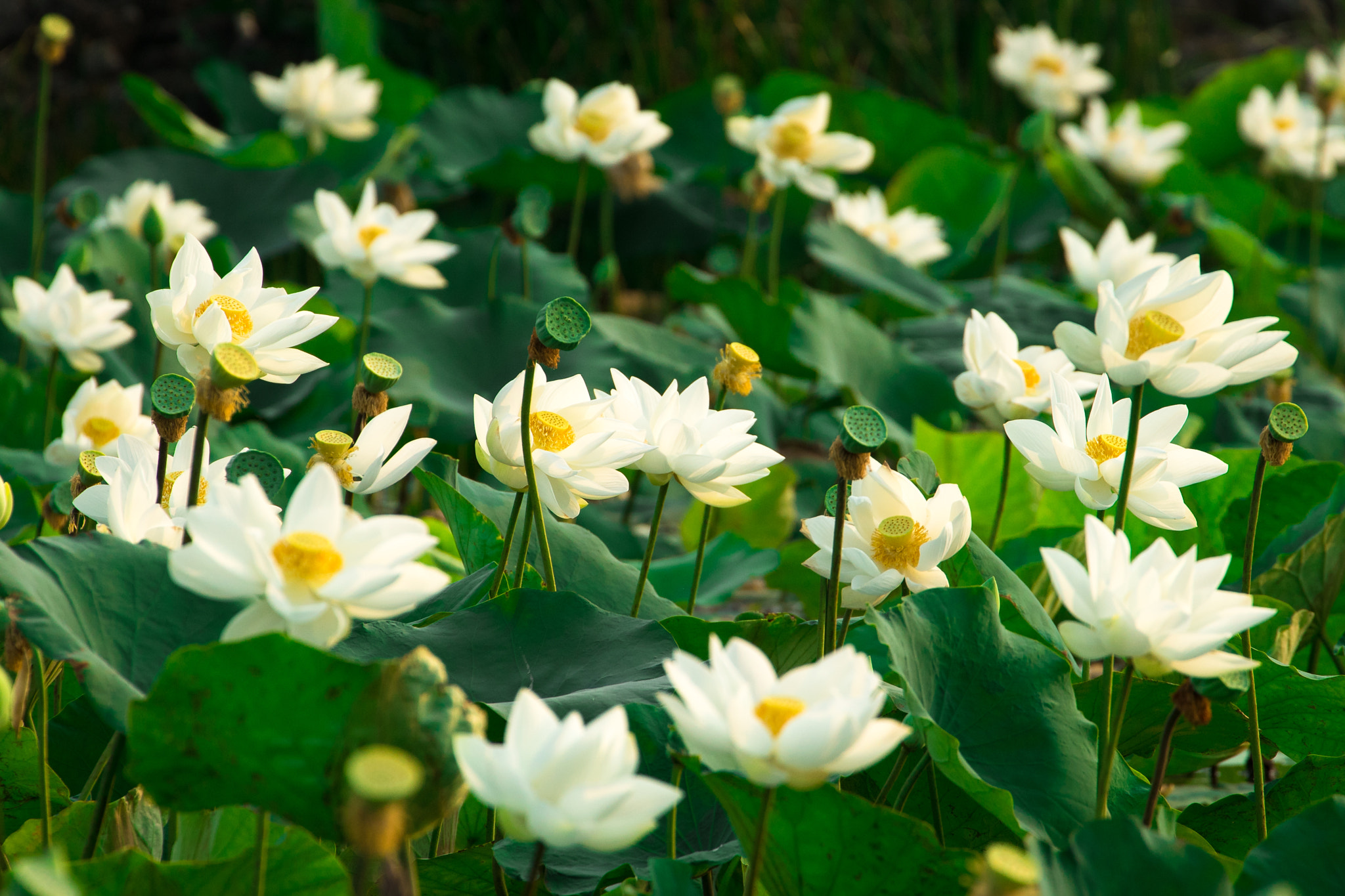 Sony a7 II + Sony DT 50mm F1.8 SAM sample photo. White lotus viet nam photography