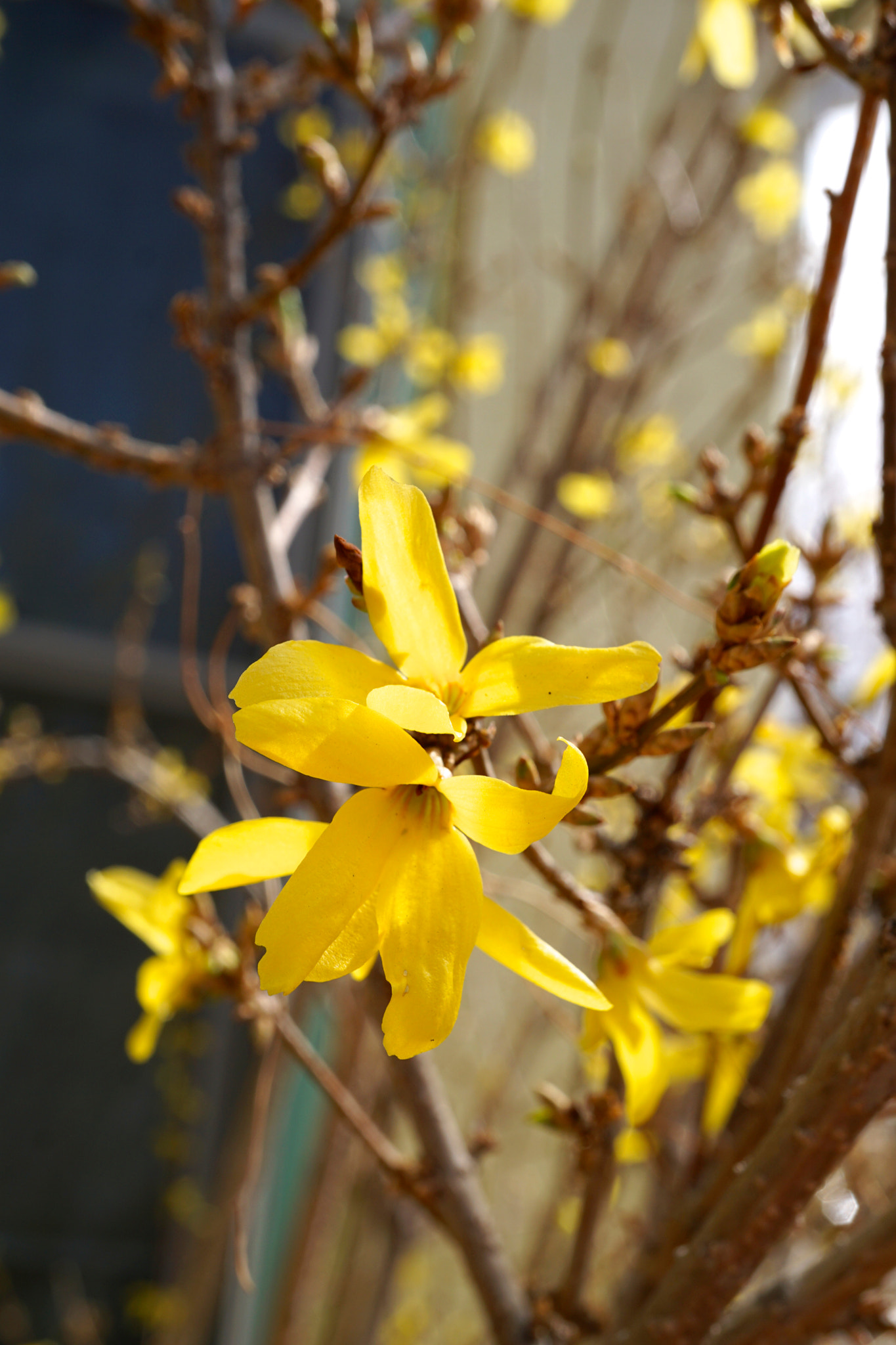 Sony E 30mm F3.5 sample photo. Forsythia photography