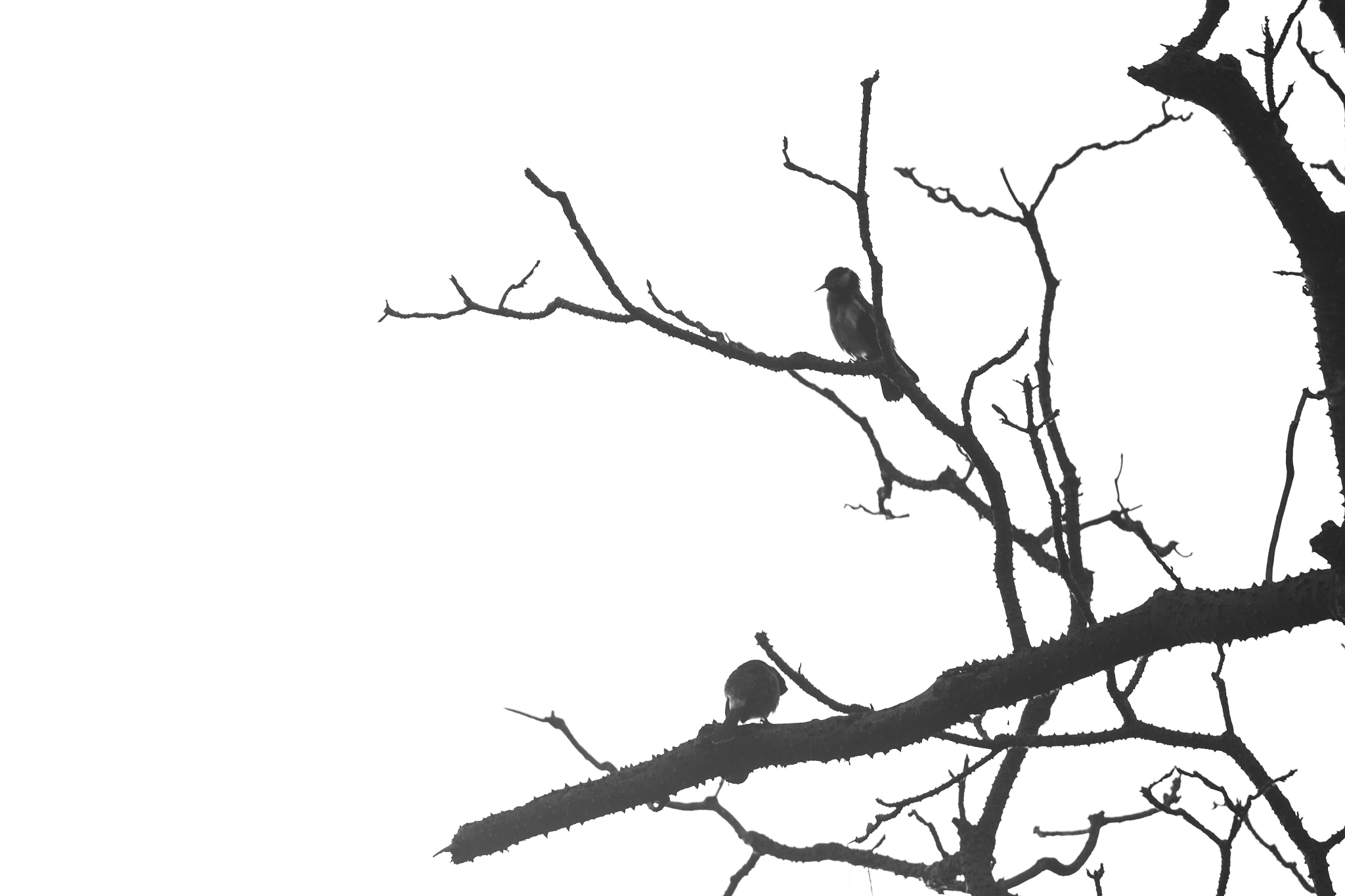 Canon EOS 700D (EOS Rebel T5i / EOS Kiss X7i) + Canon EF 70-200mm F4L USM sample photo. Morning birds photography