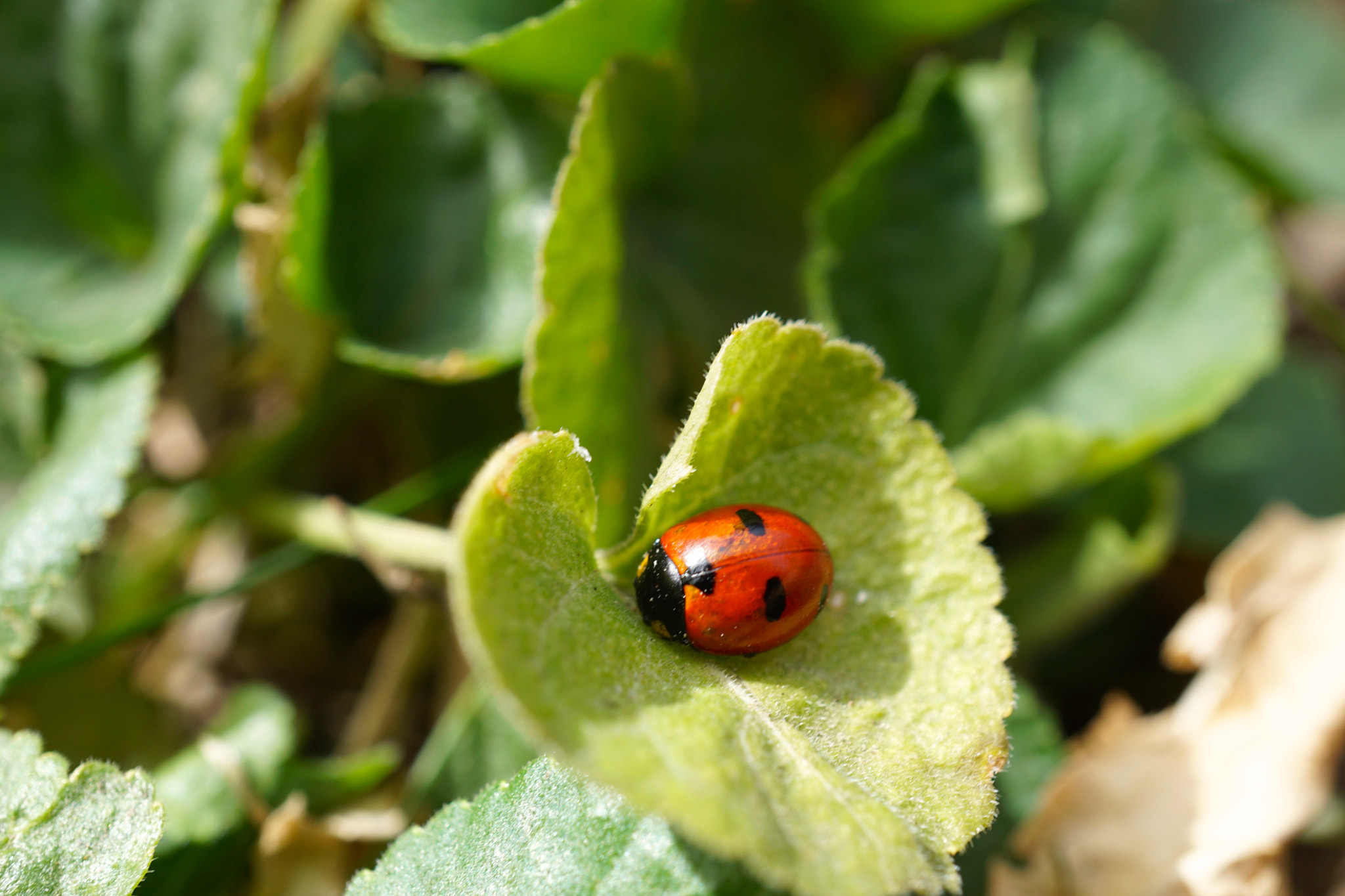 Sony a6000 sample photo. The first ladybird of spring! photography