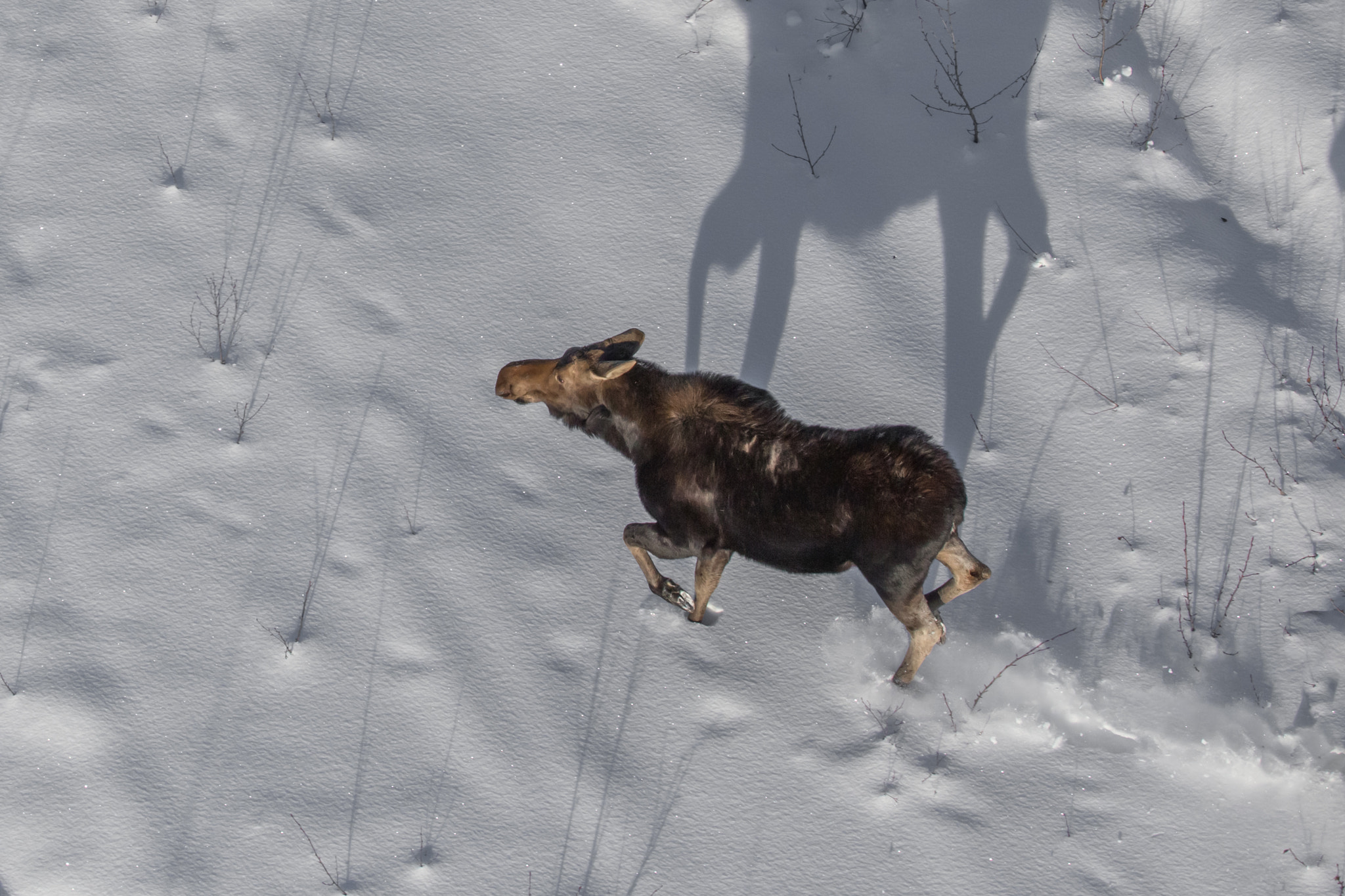 Canon EOS 6D sample photo. Moose on the loose! photography