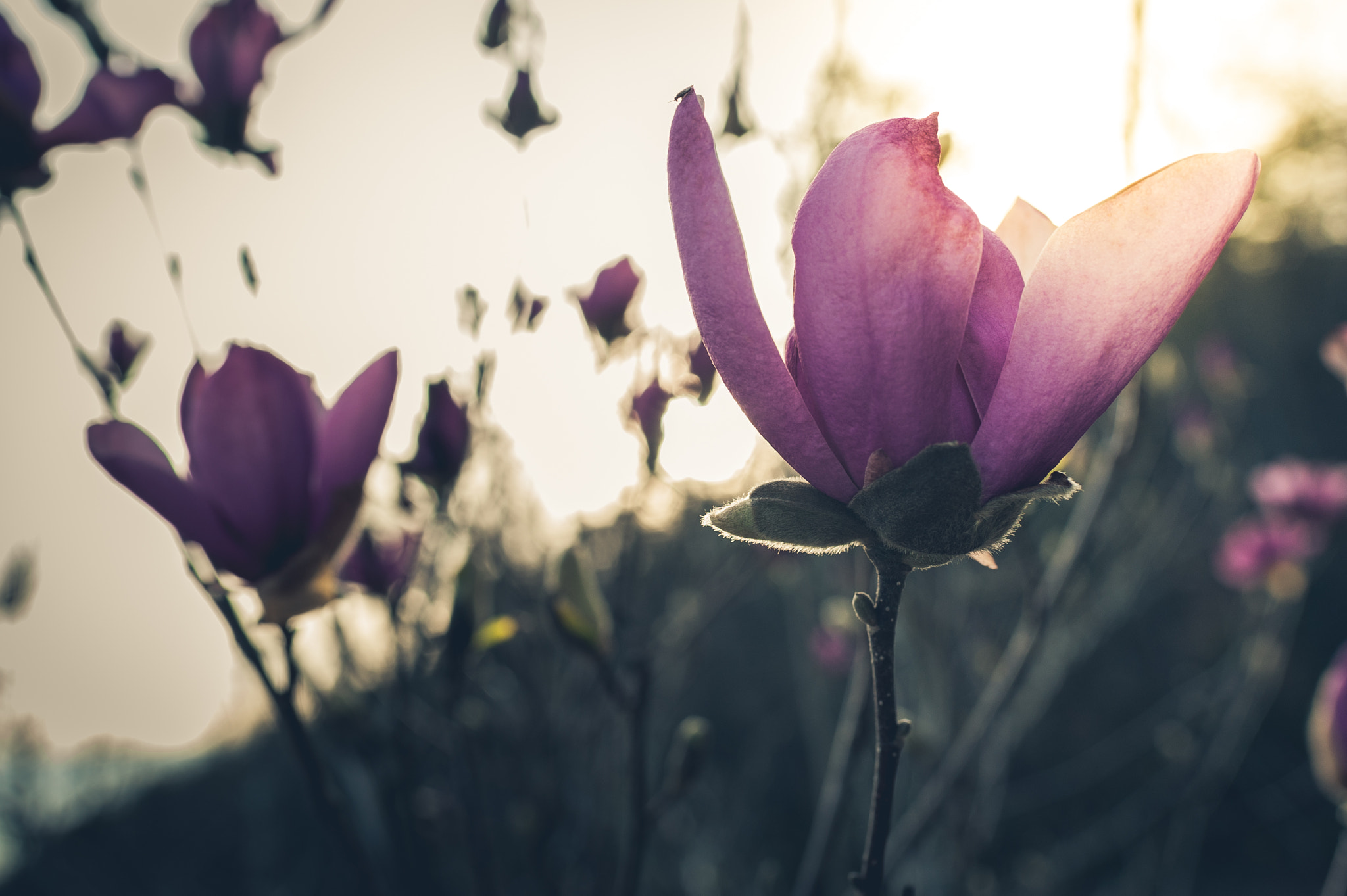 Nikon D700 sample photo. Spring flowers photography