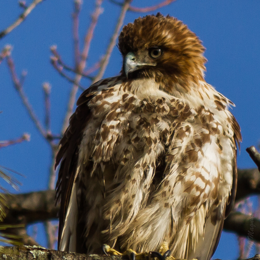 Canon EF-S 55-250mm F4-5.6 IS II sample photo. Red-tailed hawk profile photography