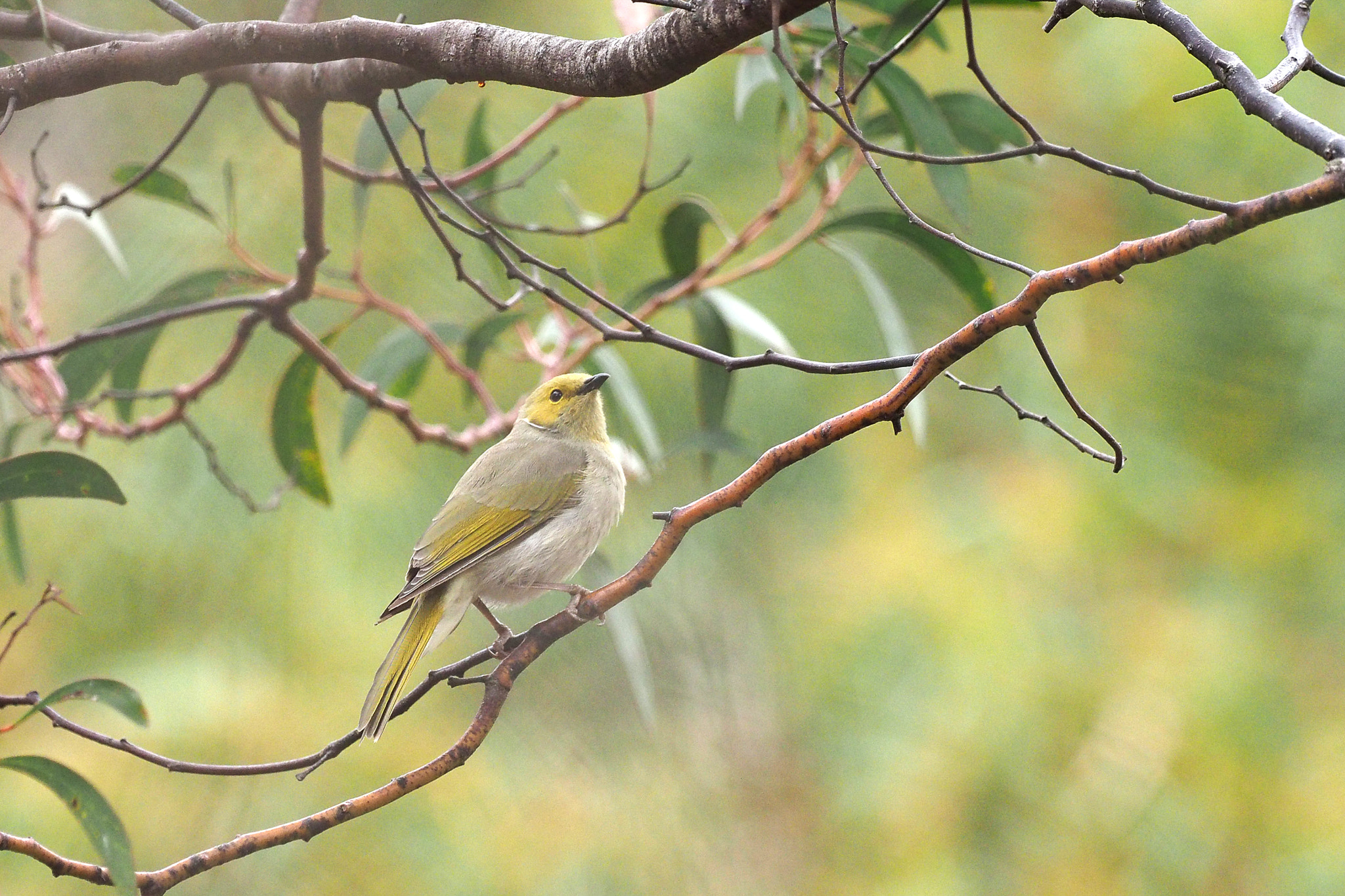 Olympus OM-D E-M1 sample photo. White-plumed honeyeater photography