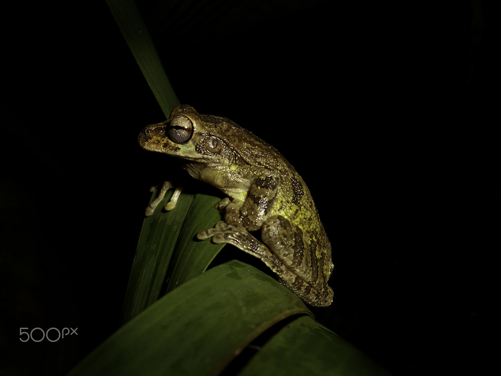 Nikon COOLPIX S3400 sample photo. Under rain forest night photography