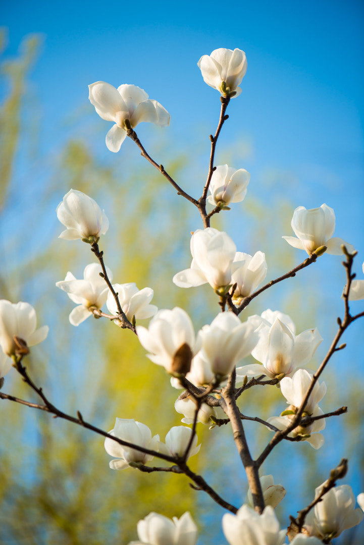 Nikon AF-S Micro-Nikkor 105mm F2.8G IF-ED VR sample photo