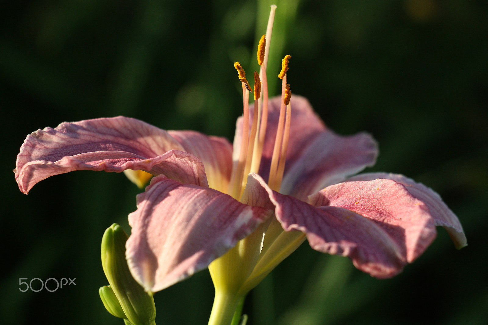 Canon EOS 450D (EOS Rebel XSi / EOS Kiss X2) sample photo. Hemerocallis. a side view. photography