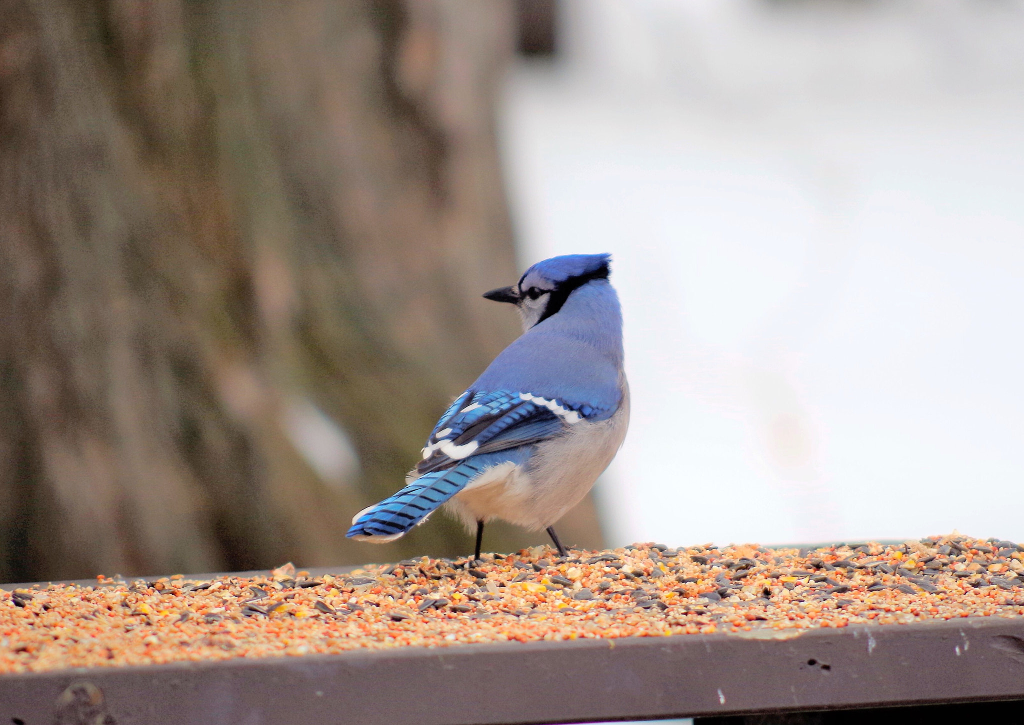 Pentax K-50 sample photo. Wild photography