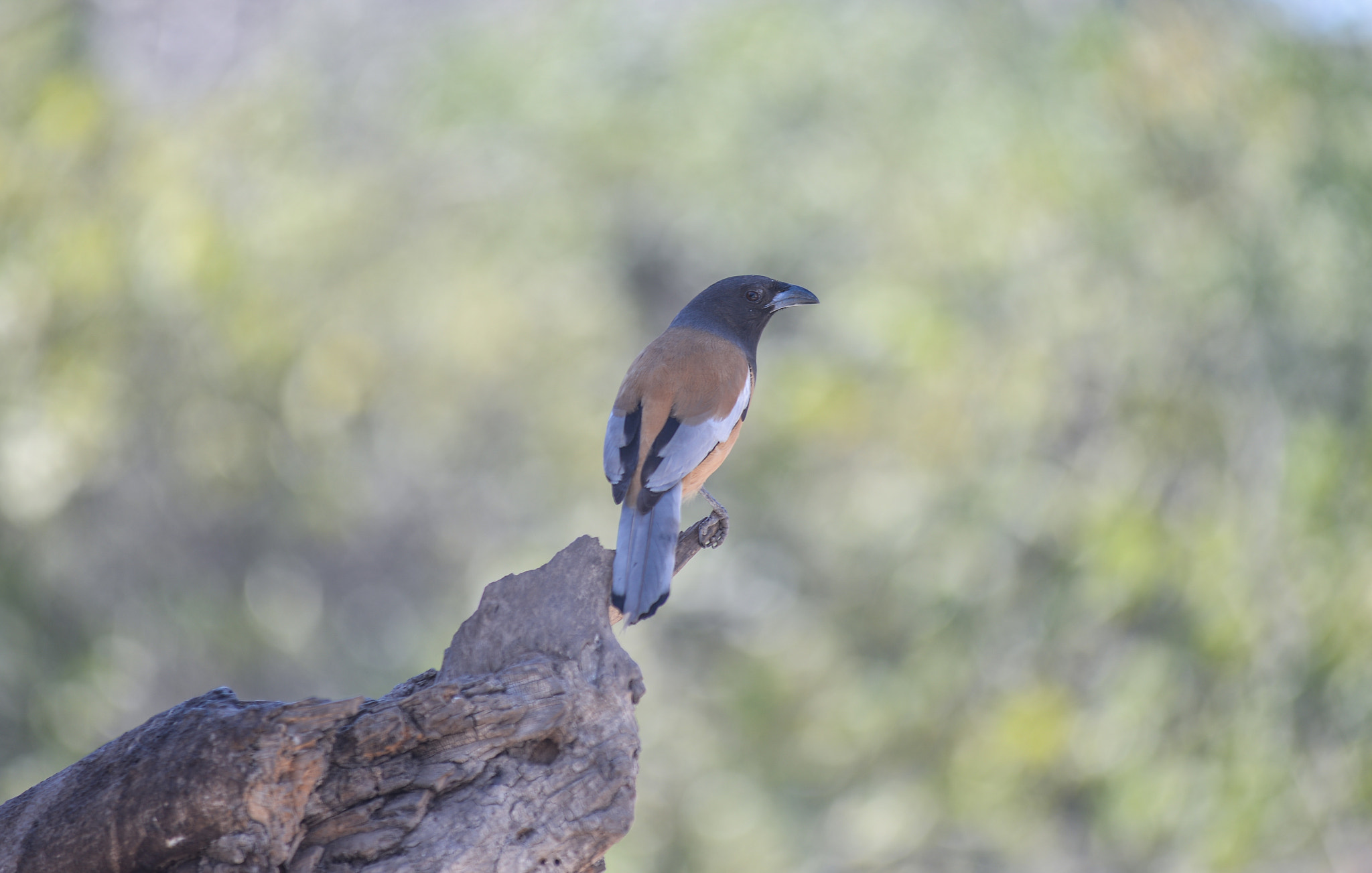Nikon AF-Nikkor 80-200mm F2.8D ED sample photo. Ranthambore photography