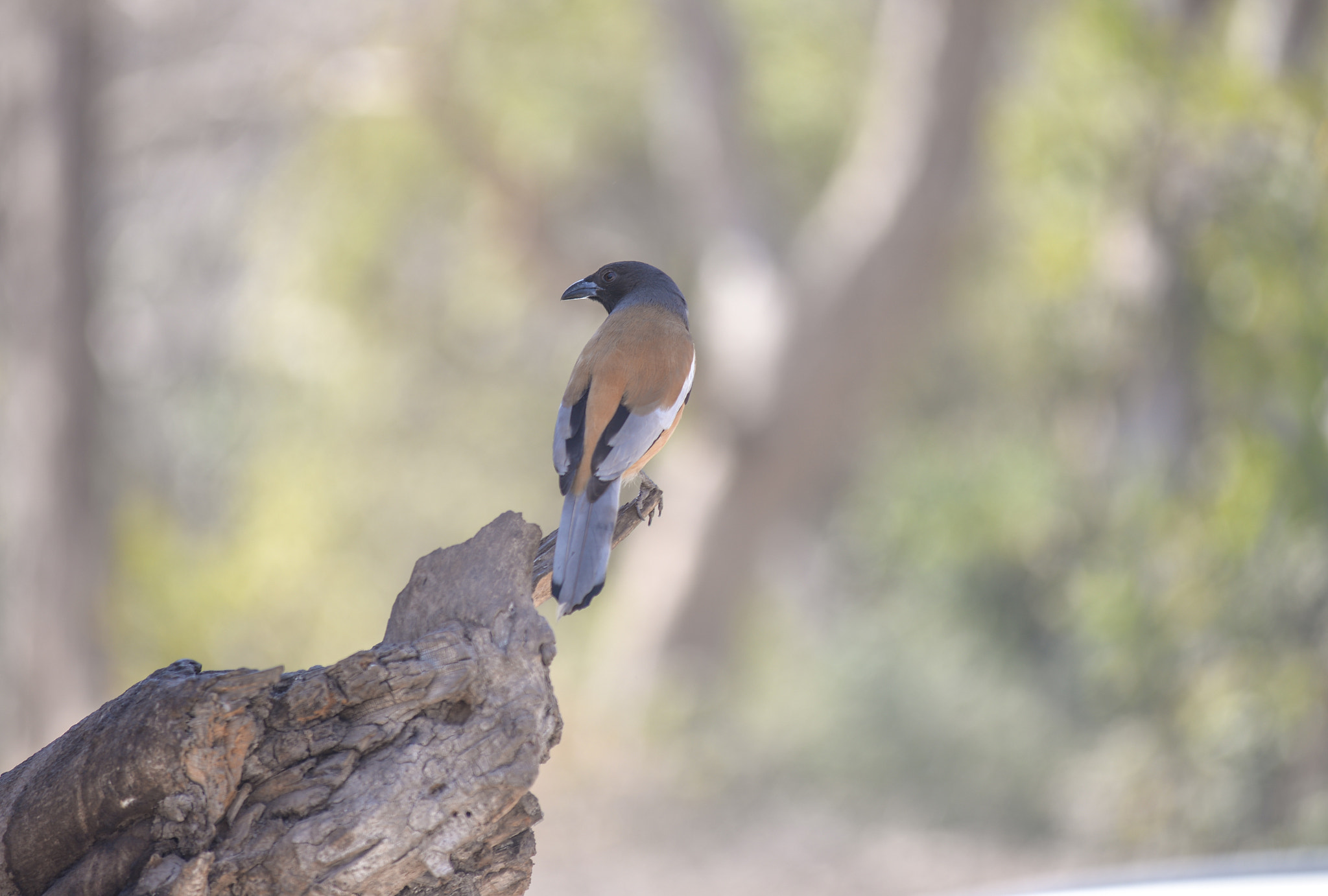 Nikon AF-Nikkor 80-200mm F2.8D ED sample photo. Ranthambore photography