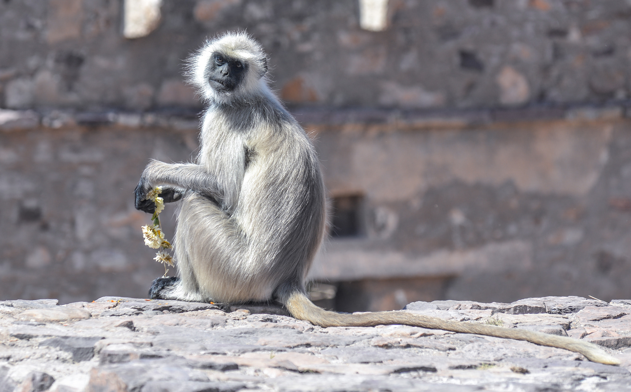 Nikon AF-Nikkor 80-200mm F2.8D ED sample photo. Ranthambore photography