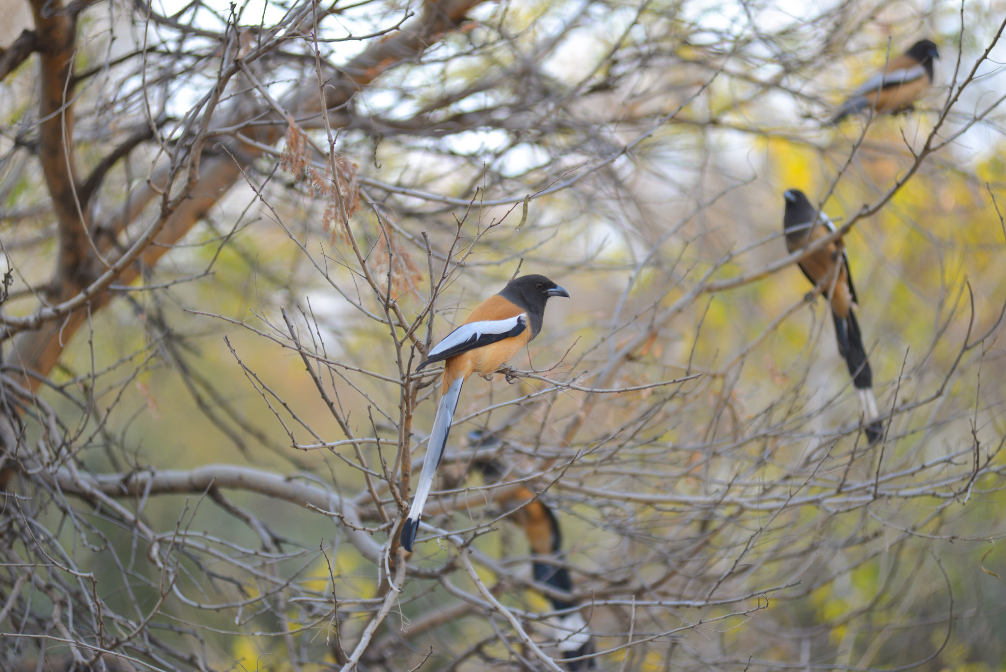 Nikon AF-Nikkor 80-200mm F2.8D ED sample photo. Ranthambore photography