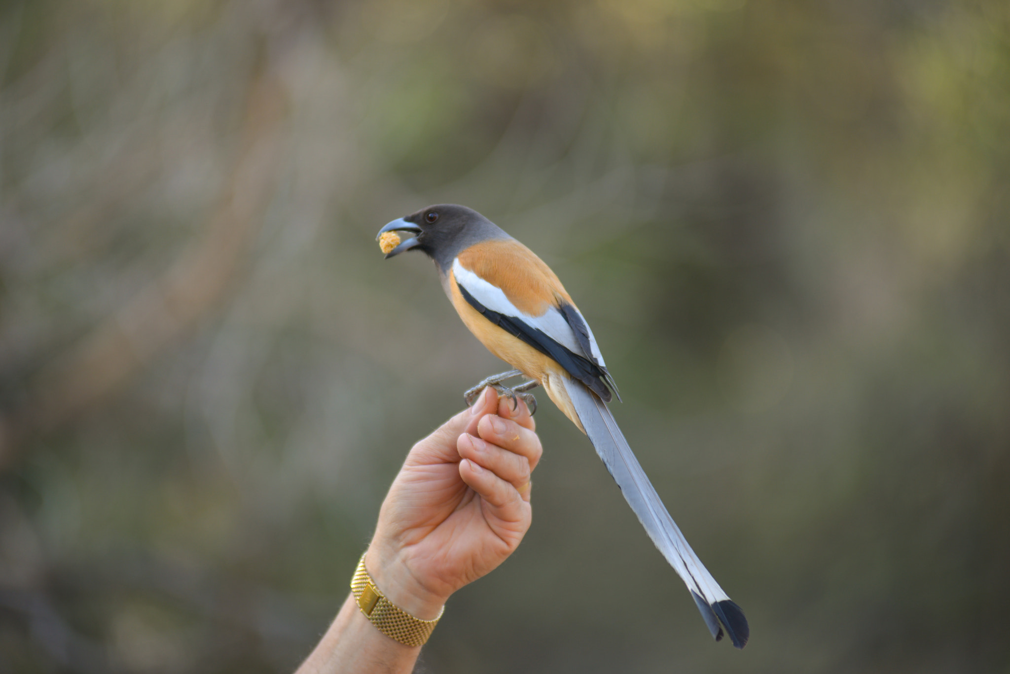 Nikon AF-Nikkor 80-200mm F2.8D ED sample photo. Ranthambore photography