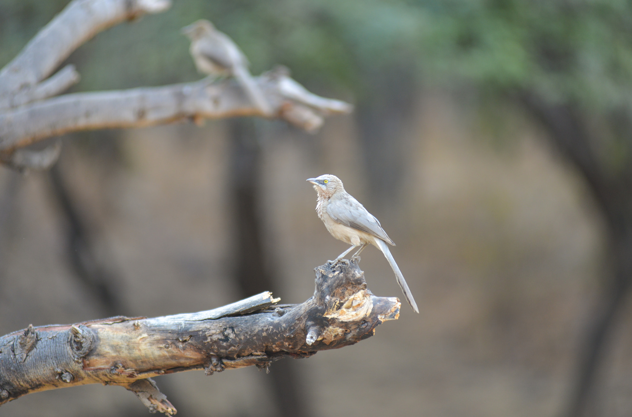 Nikon AF-Nikkor 80-200mm F2.8D ED sample photo. Ranthambore photography