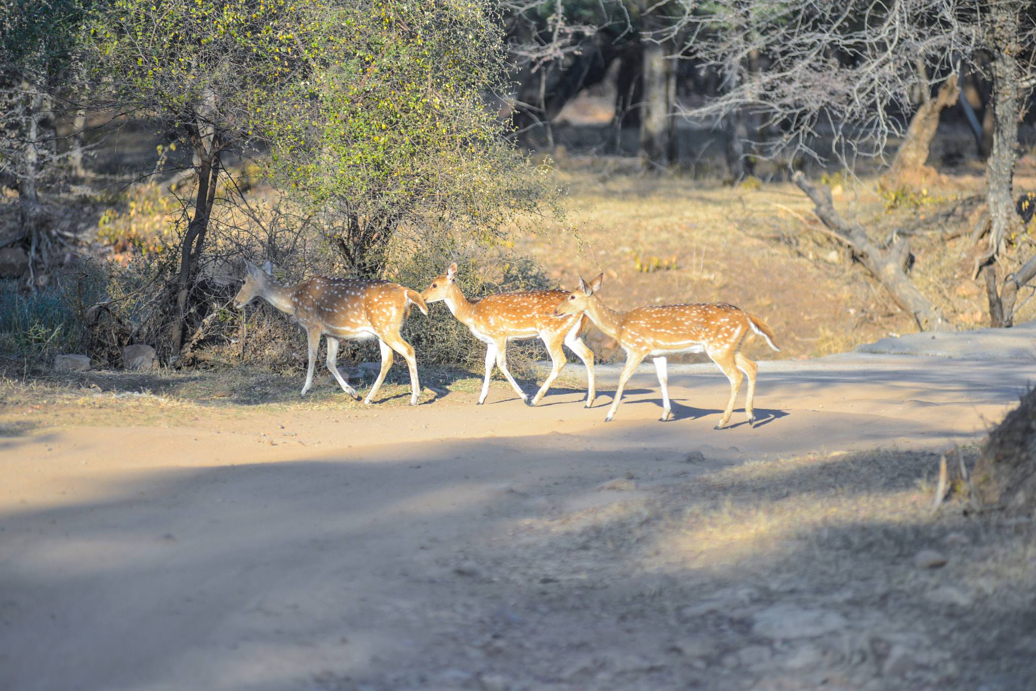Nikon AF-Nikkor 80-200mm F2.8D ED sample photo. Ranthambore photography