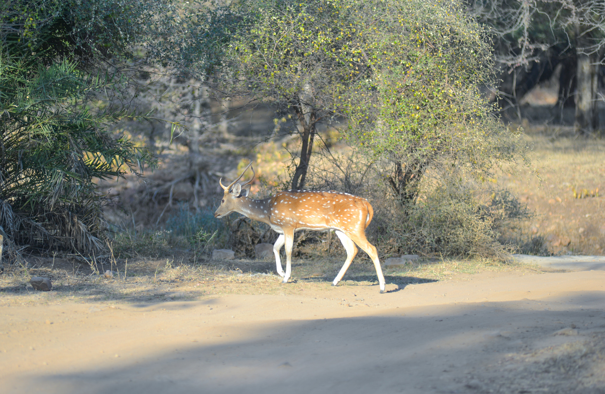 Nikon AF-Nikkor 80-200mm F2.8D ED sample photo. Ranthambore photography