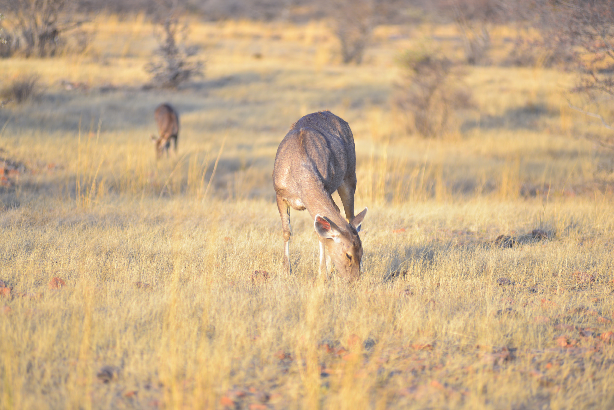 Nikon AF-Nikkor 80-200mm F2.8D ED sample photo. Ranthambore photography