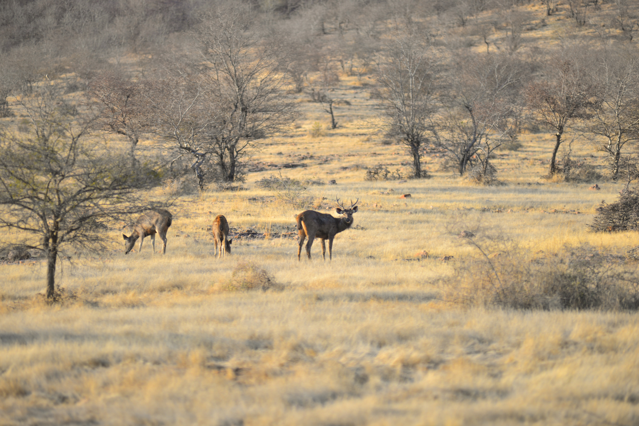 Nikon AF-Nikkor 80-200mm F2.8D ED sample photo. Ranthambore photography