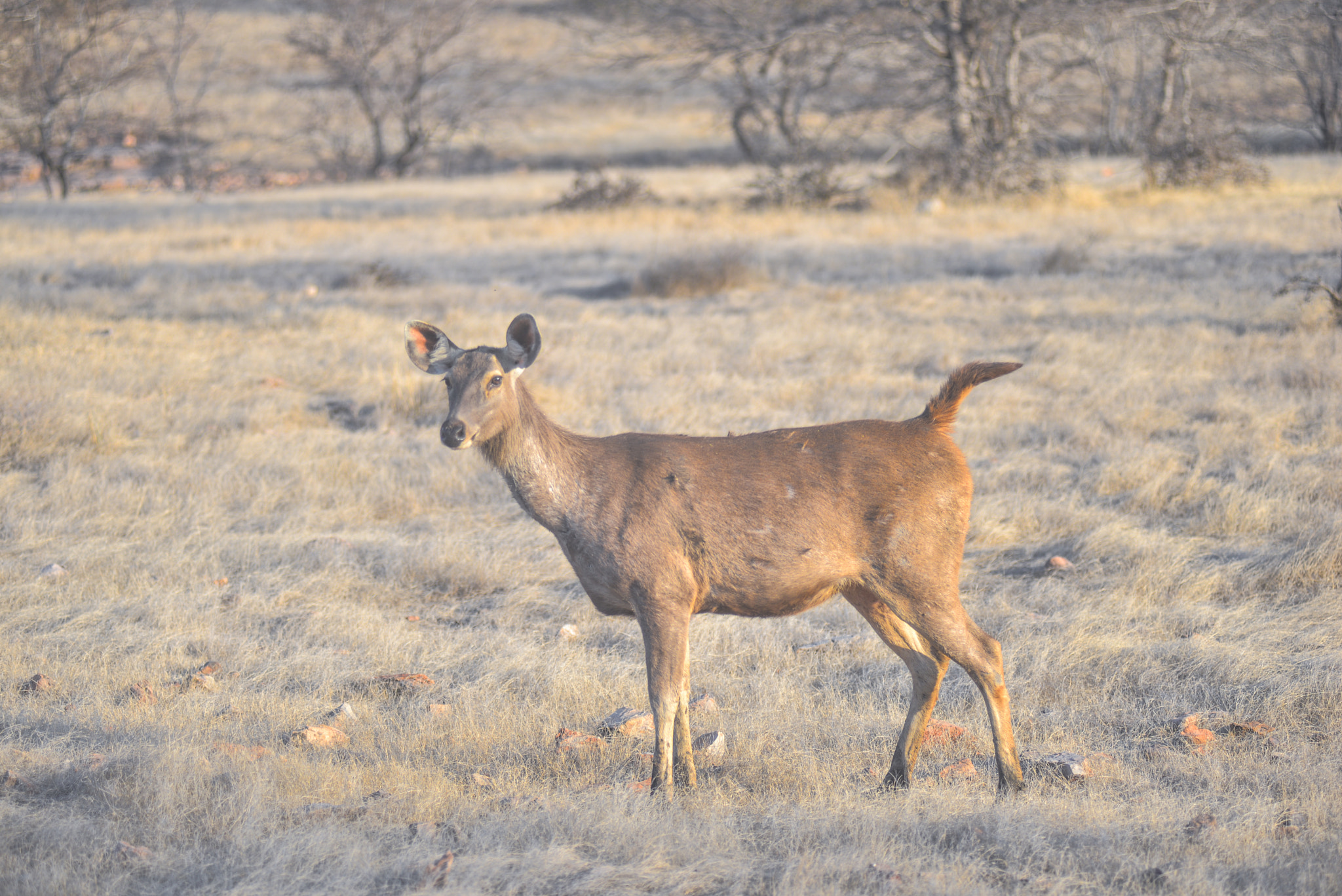 Nikon AF-Nikkor 80-200mm F2.8D ED sample photo. Ranthambore photography