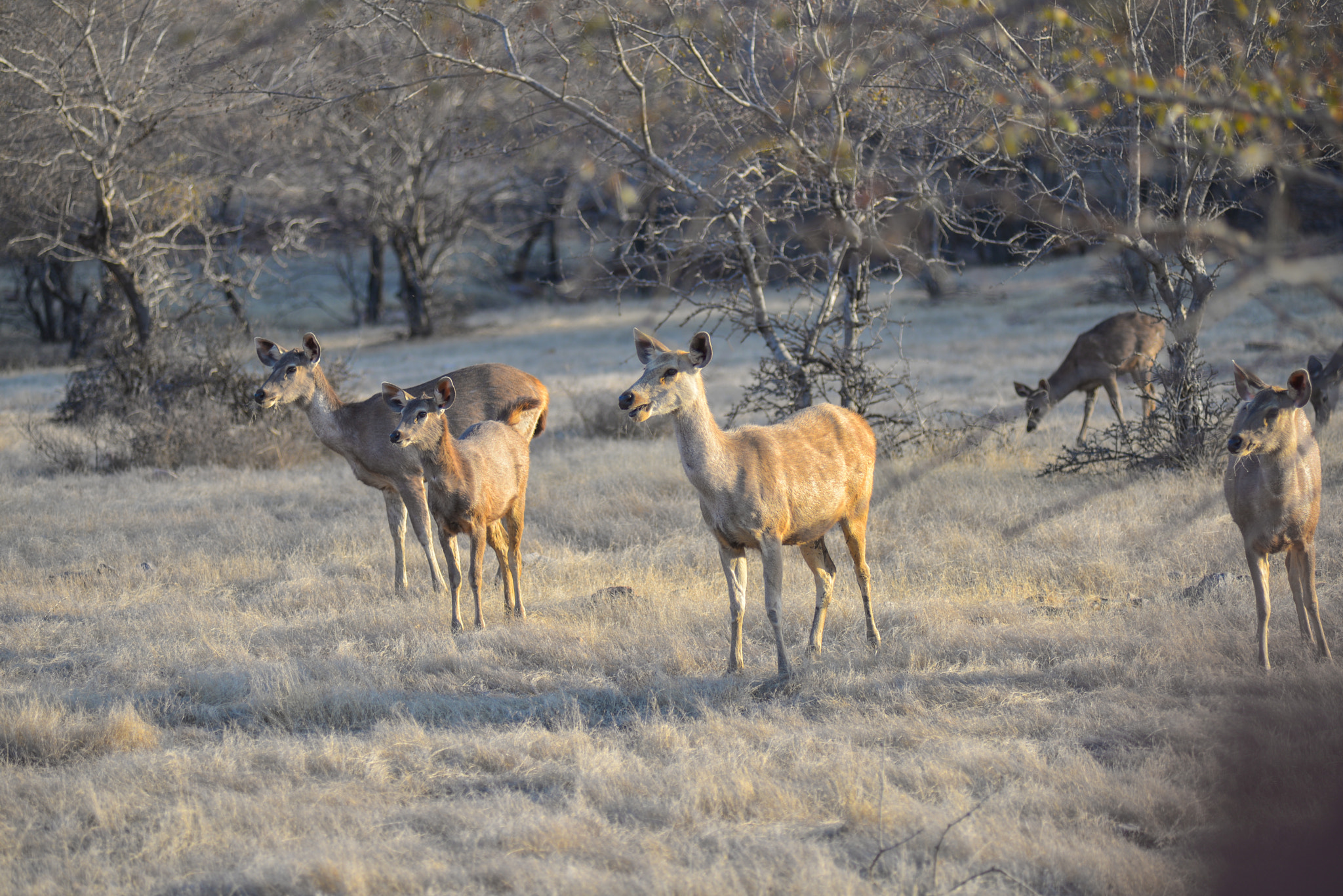 Nikon AF-Nikkor 80-200mm F2.8D ED sample photo. Ranthambore photography