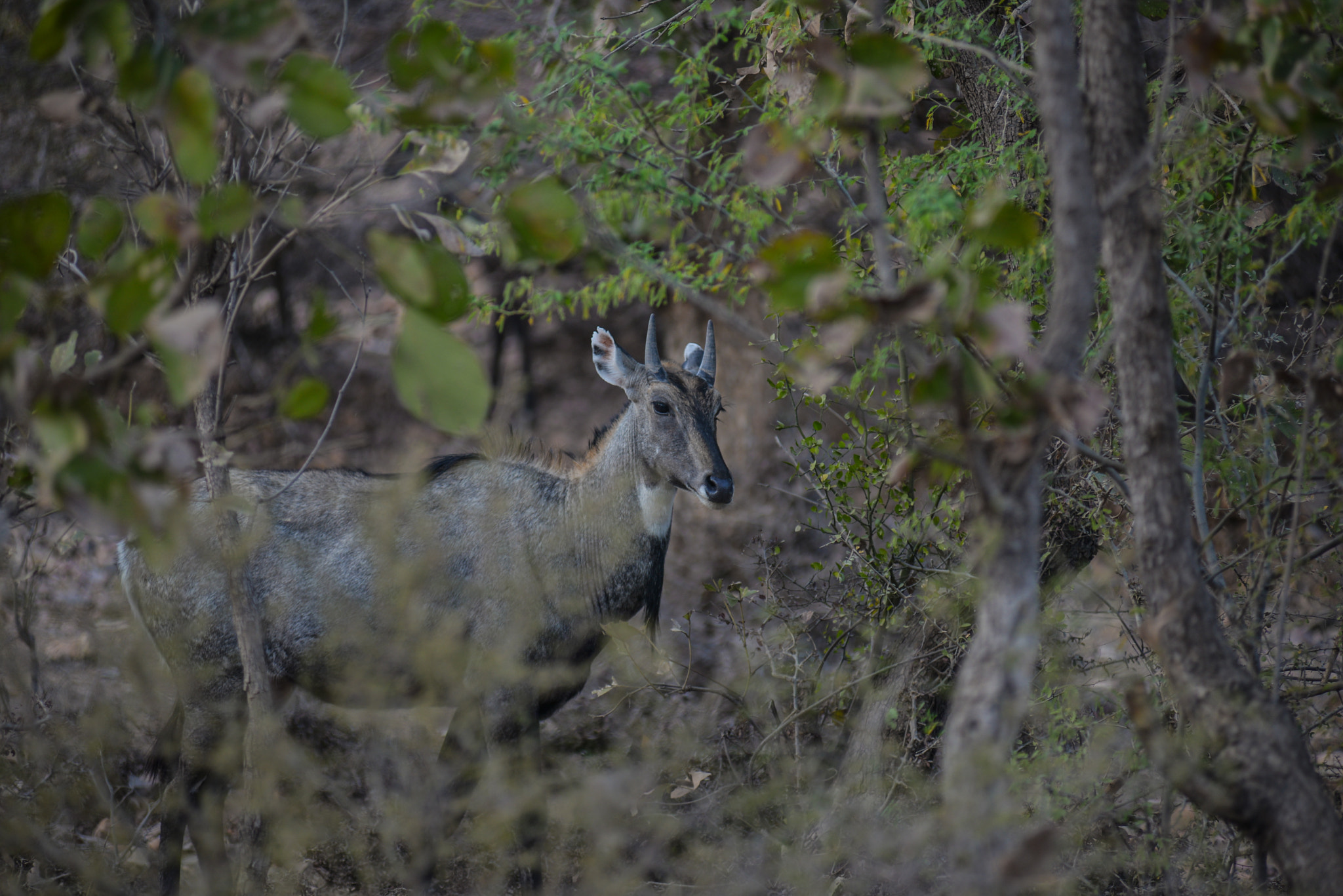 Nikon AF-Nikkor 80-200mm F2.8D ED sample photo. Ranthambore photography