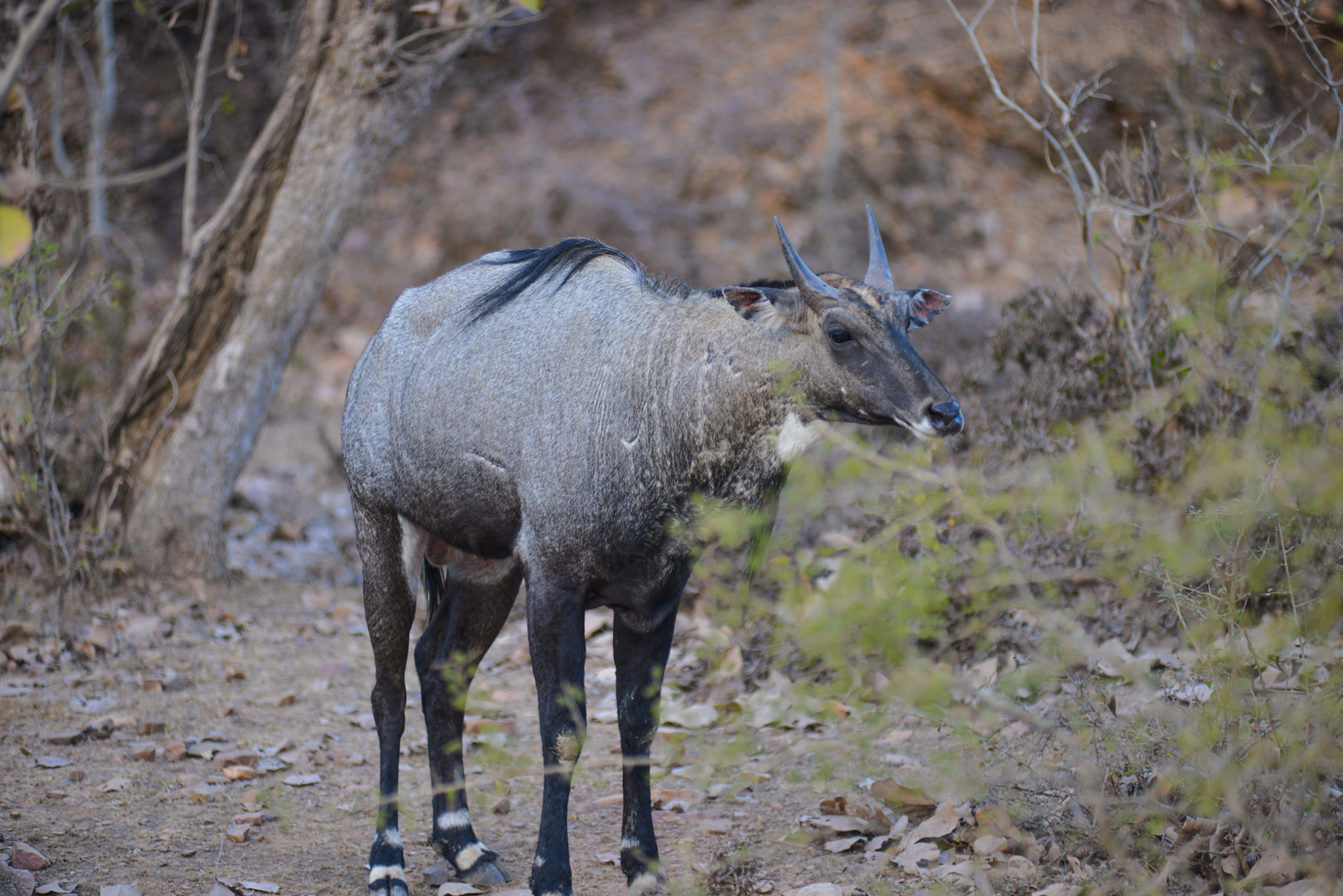 Nikon AF-Nikkor 80-200mm F2.8D ED sample photo. Ranthambore photography