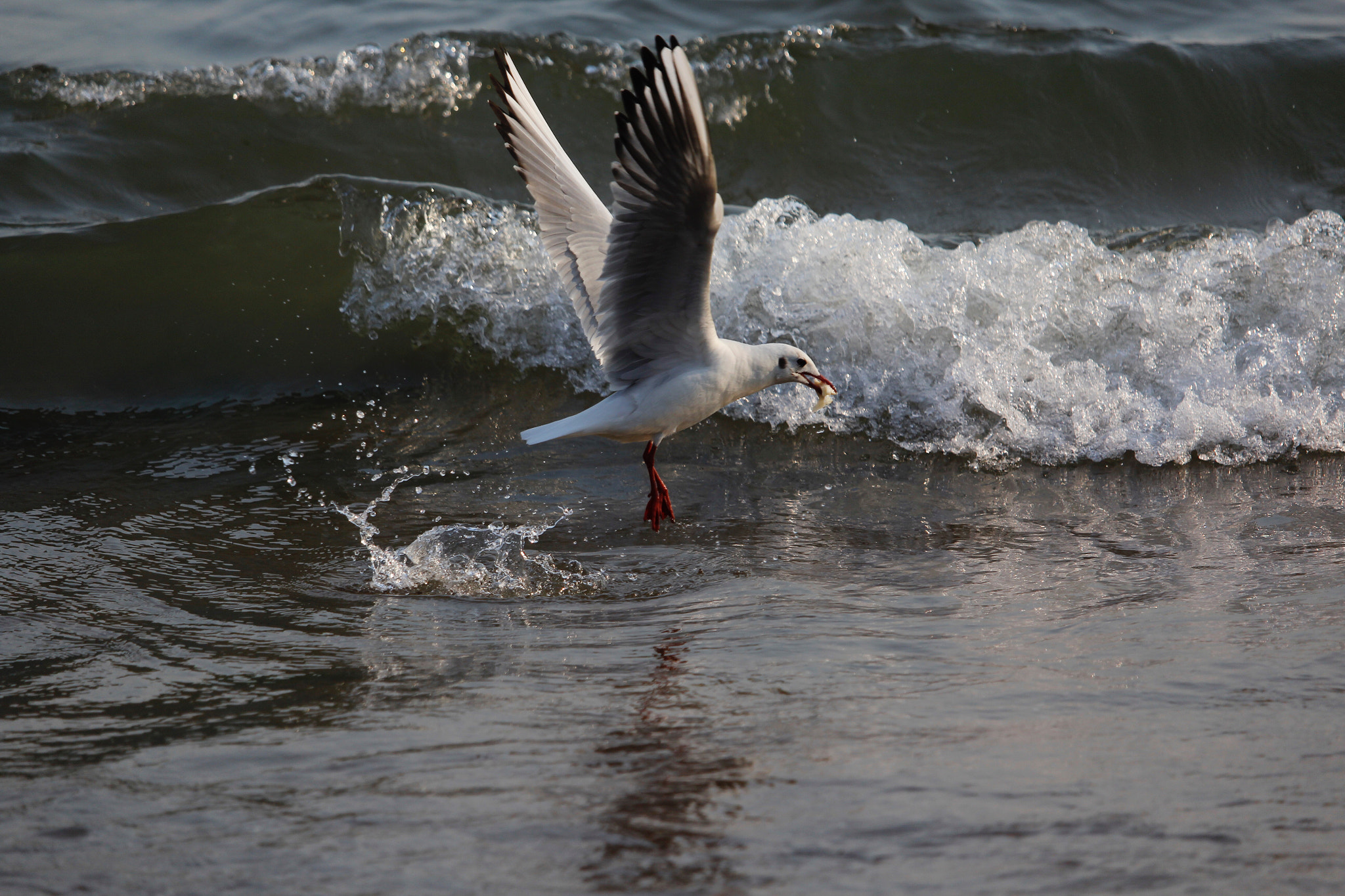Canon EF-S 55-250mm F4-5.6 IS STM sample photo