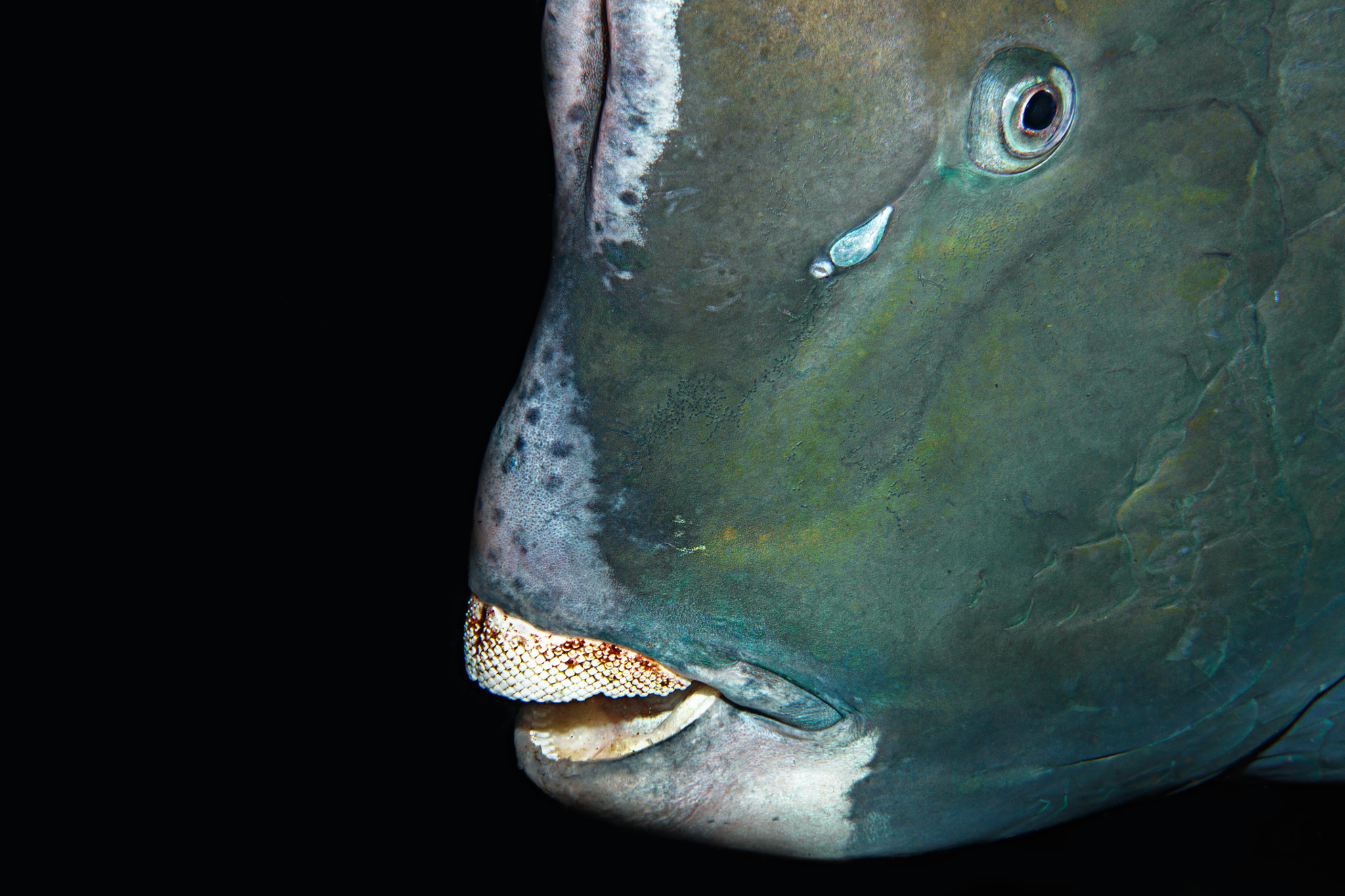 Canon EF 100mm F2.8L Macro IS USM sample photo. Parrot fish, tulamben bali photography