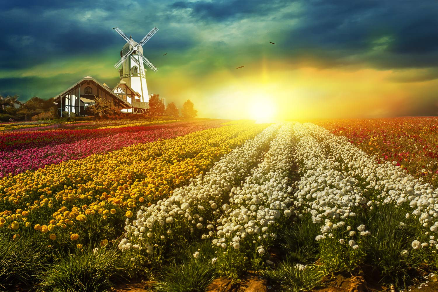 Canon EF 40mm F2.8 STM sample photo. Flowers fields in carlsbad photography