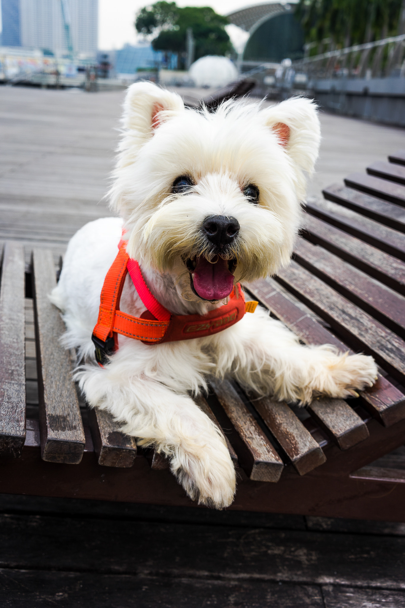 Sony a7 II + Sony Sonnar T* FE 35mm F2.8 ZA sample photo. Keep smiling photography