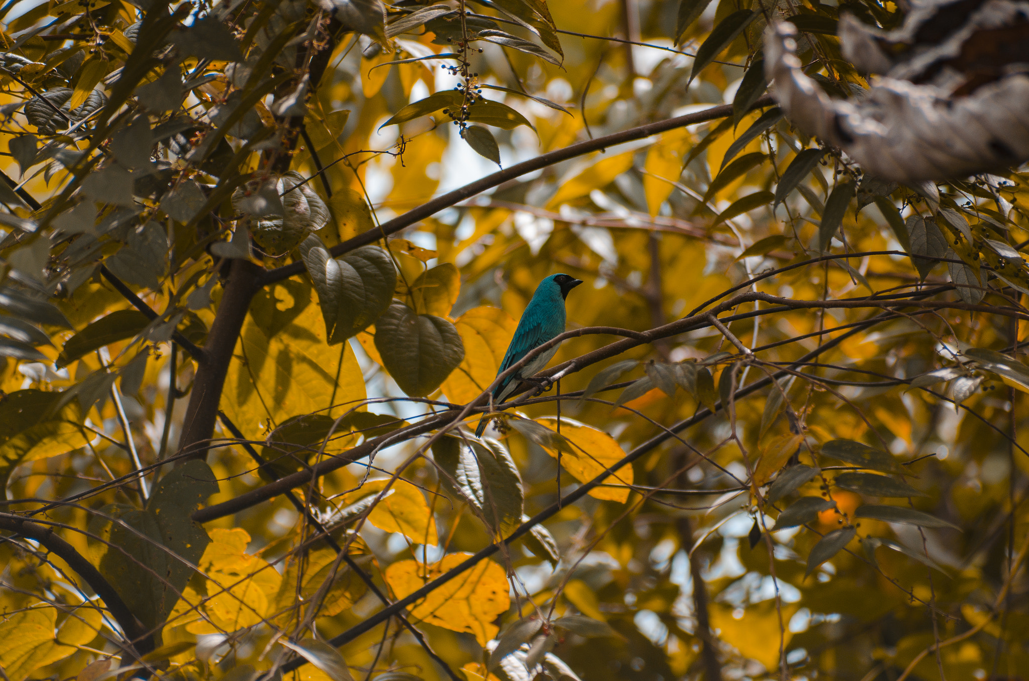 Sigma 70-300mm F4-5.6 APO DG Macro sample photo. Turquesa photography