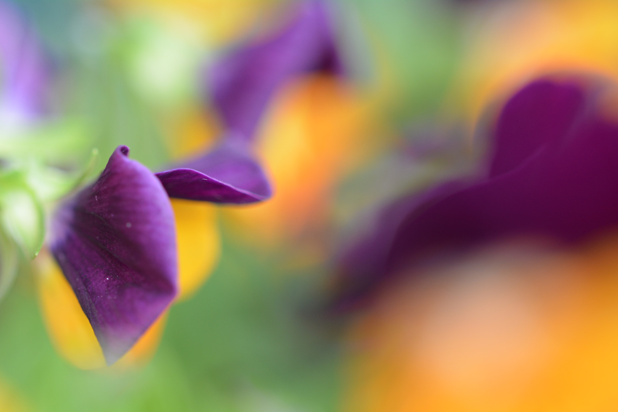 Sigma 105mm F2.8 EX DG OS HSM sample photo. Summers coming. photography