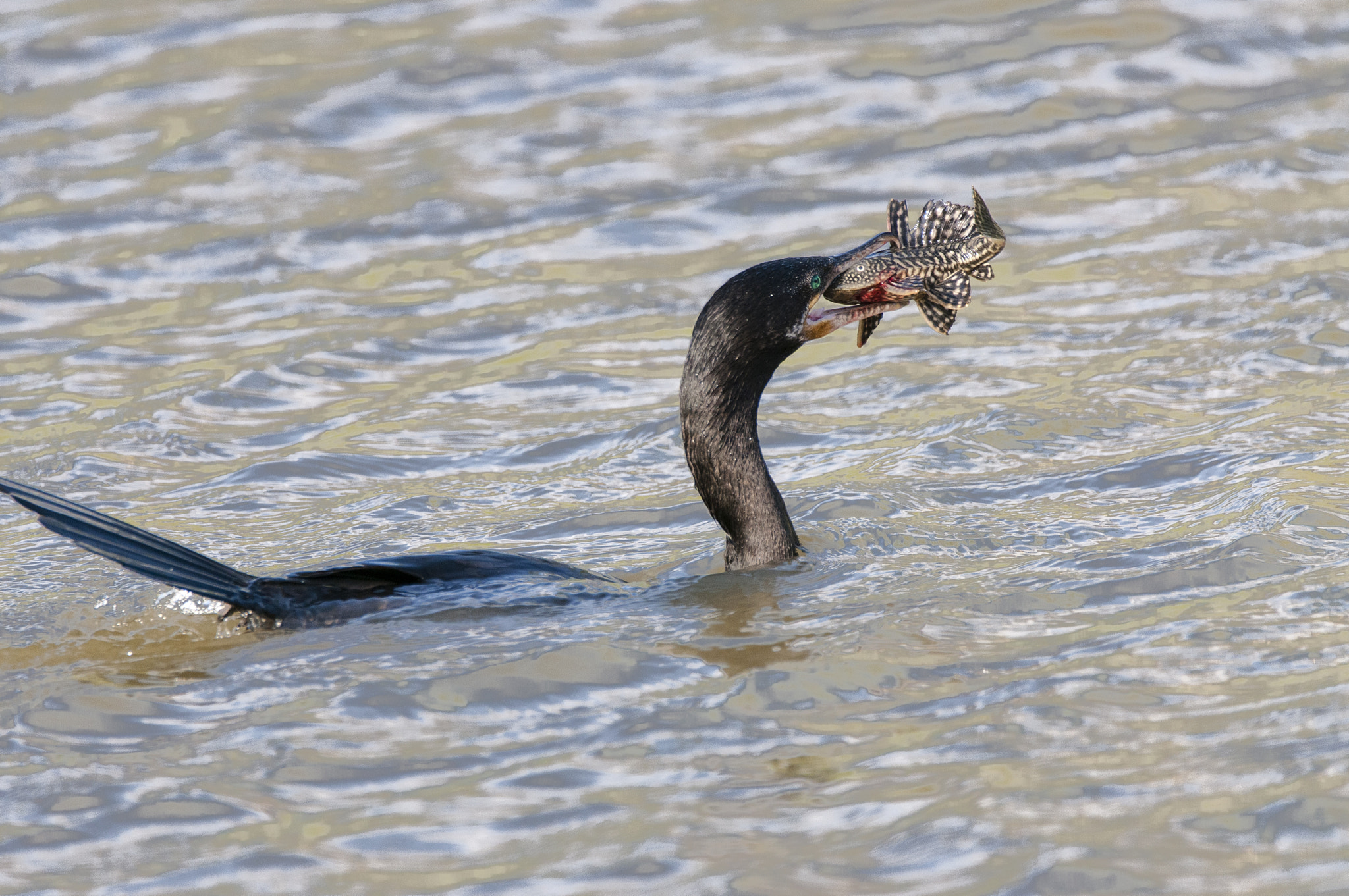 Sigma 150-600mm F5-6.3 DG OS HSM | C sample photo. Cormorant catching fish photography