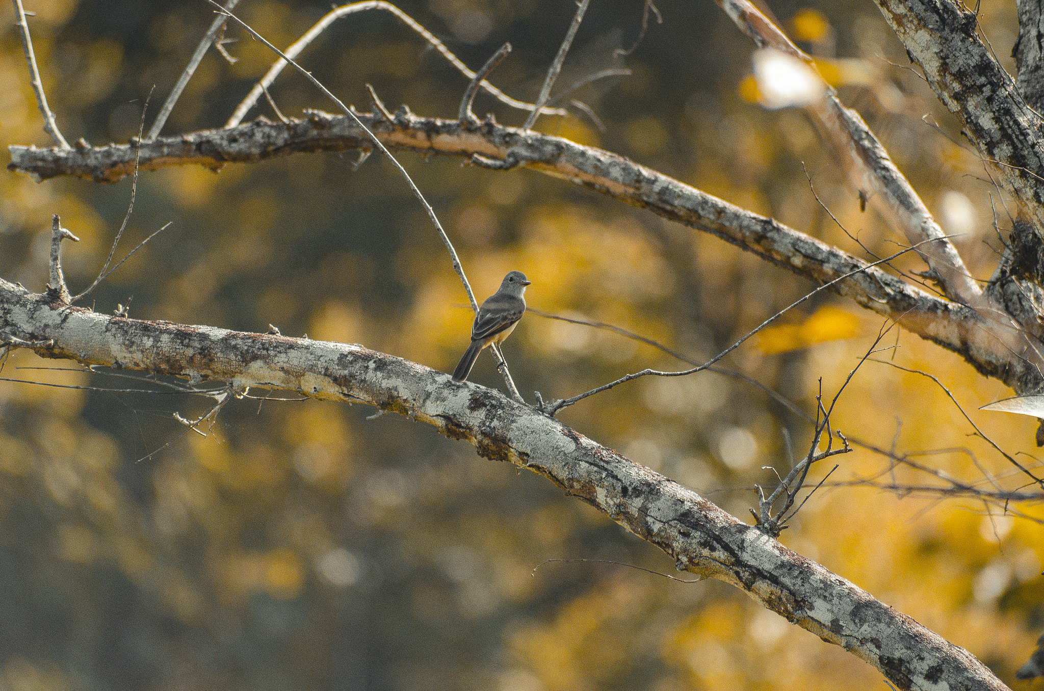 Sigma 70-300mm F4-5.6 APO DG Macro sample photo. Hachamaria photography