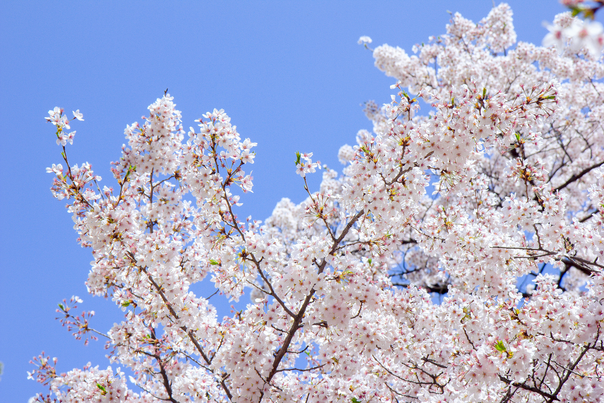 Canon EF-S 17-55mm F2.8 IS USM sample photo. 桜-新宿御苑 photography