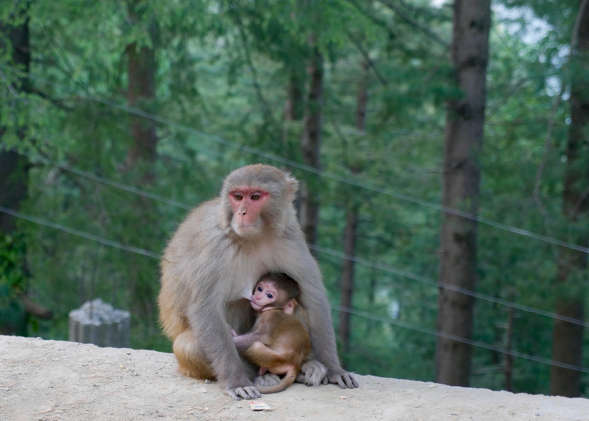 Panasonic Lumix DMC-G7 sample photo. Mother of murree photography