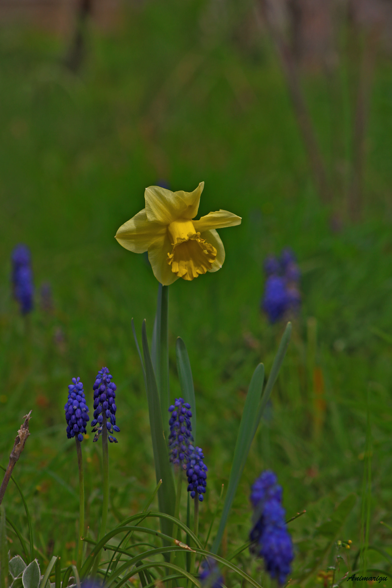 Canon EOS 750D (EOS Rebel T6i / EOS Kiss X8i) + EF75-300mm f/4-5.6 sample photo. Florcita 7 photography