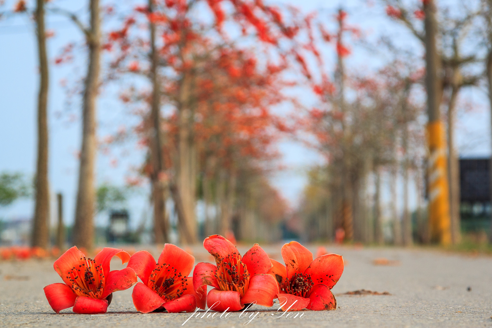 Canon EOS 550D (EOS Rebel T2i / EOS Kiss X4) + Canon EF 24-105mm F4L IS USM sample photo. 木棉花 photography
