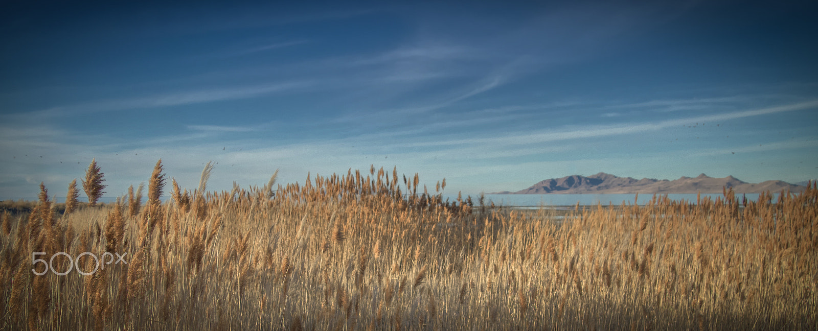 Canon EF-S 17-85mm F4-5.6 IS USM sample photo. Reedy shoreline photography